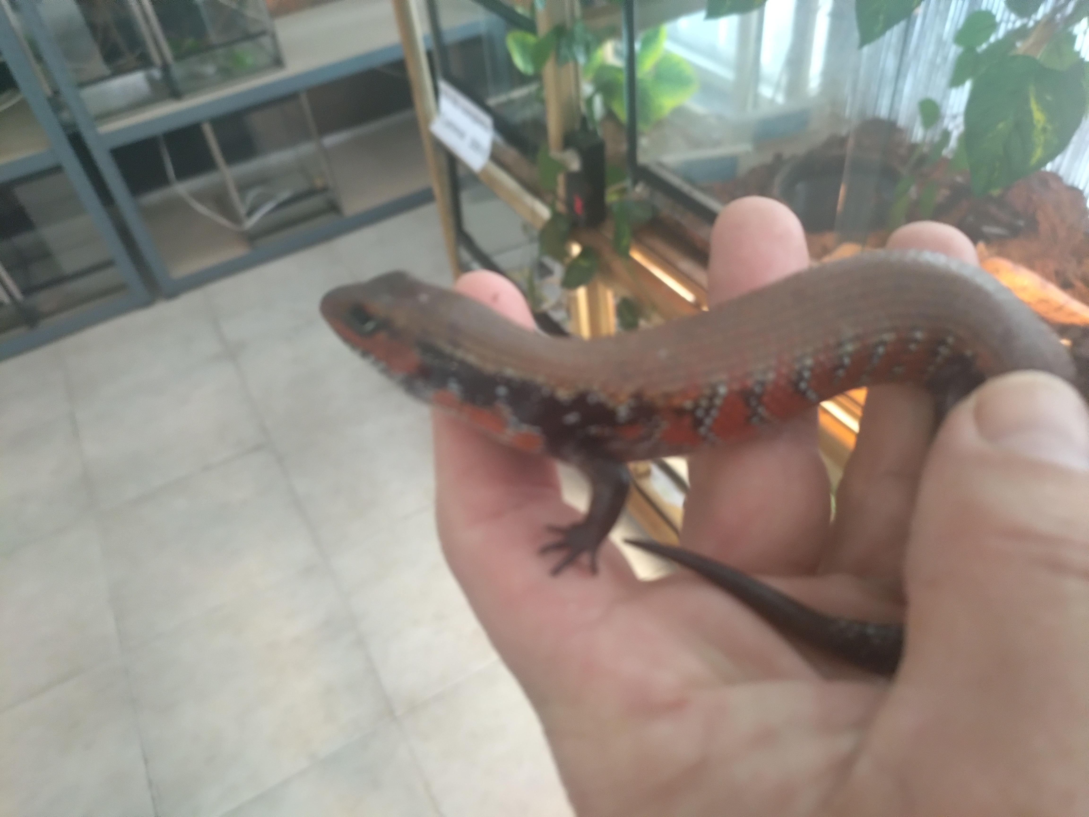 Lagarto de Fogo