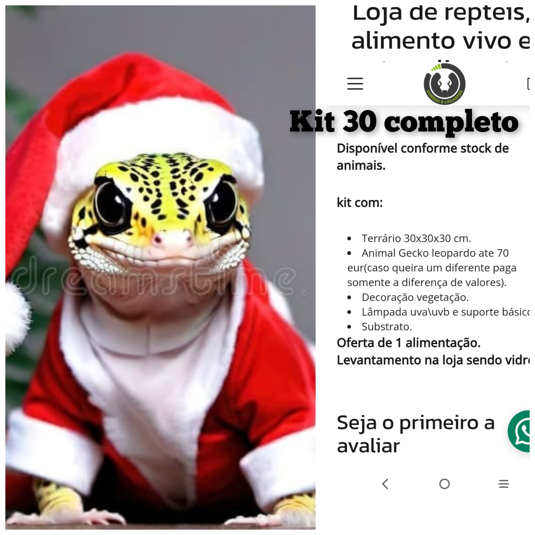 Kit 30 NATAL gecko leopardo