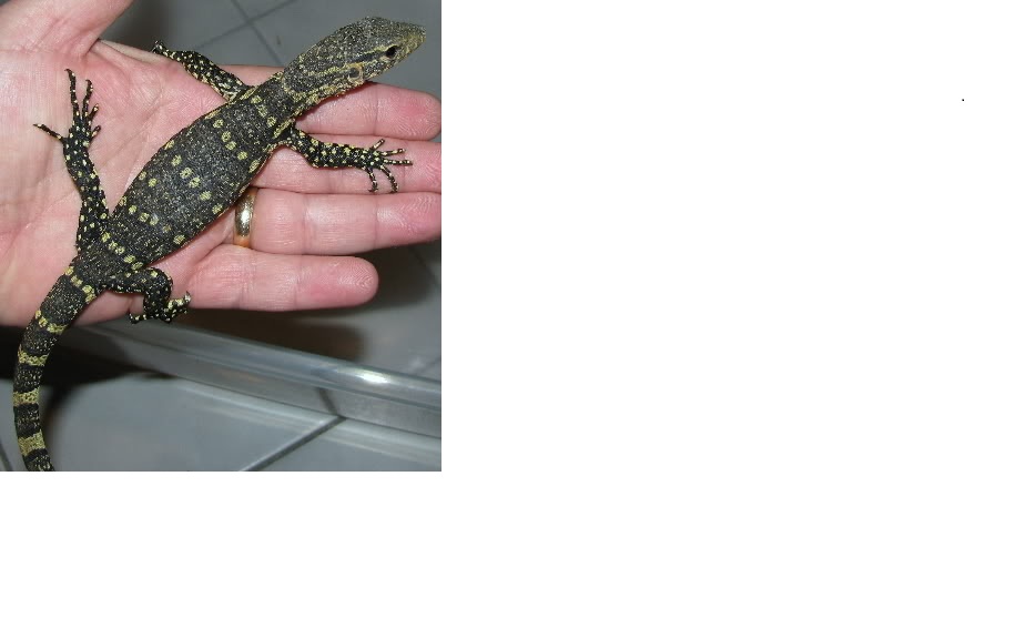 Varanus Ornatus
