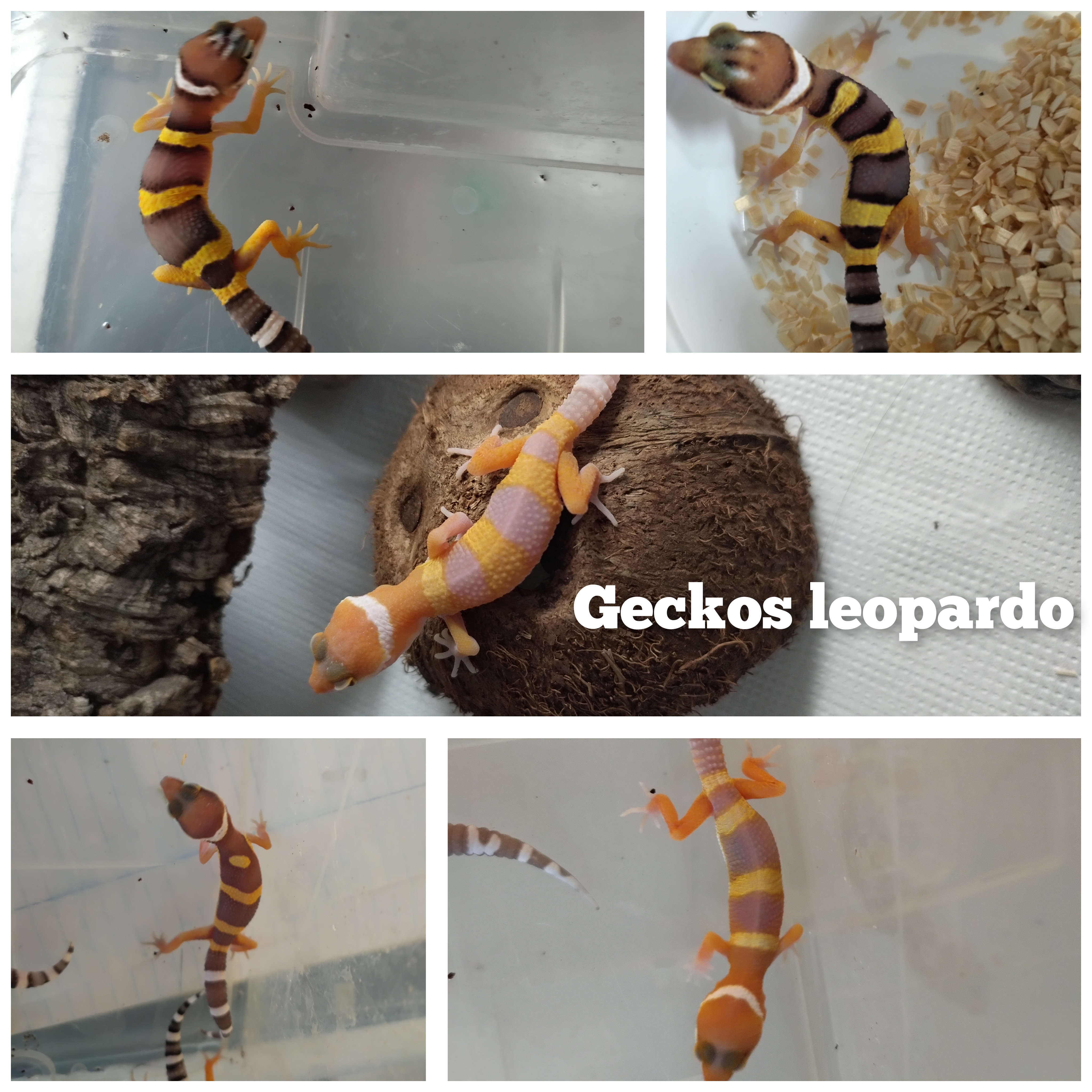 Gecko leopardo baby 2025