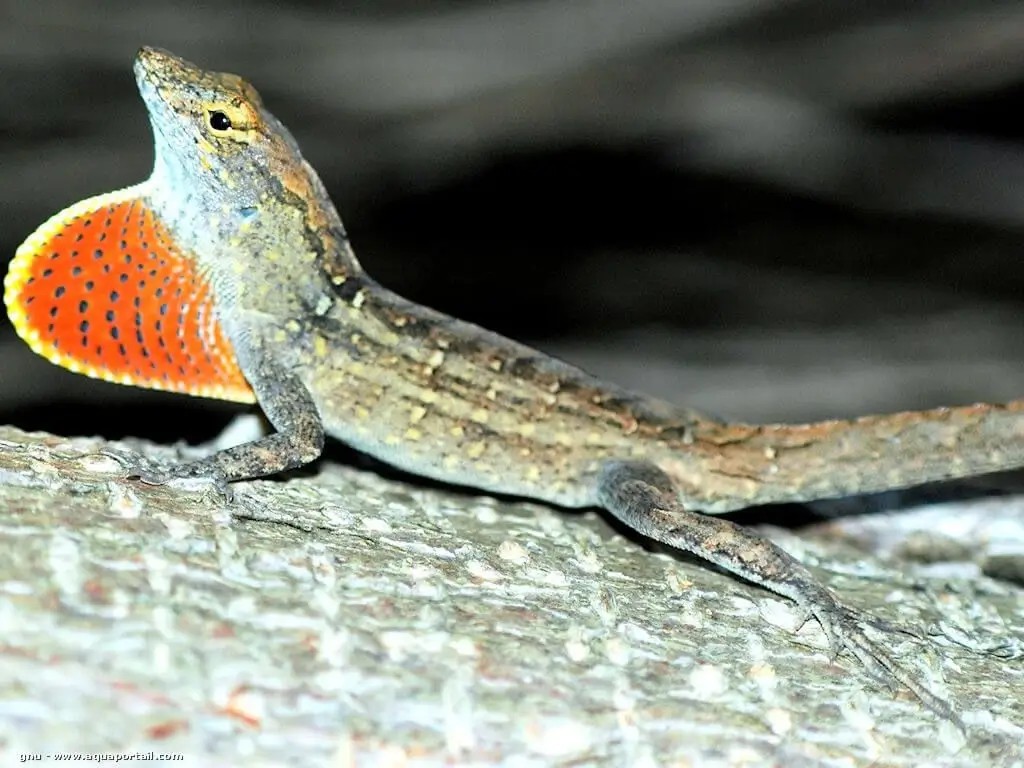 Anolis sagrey