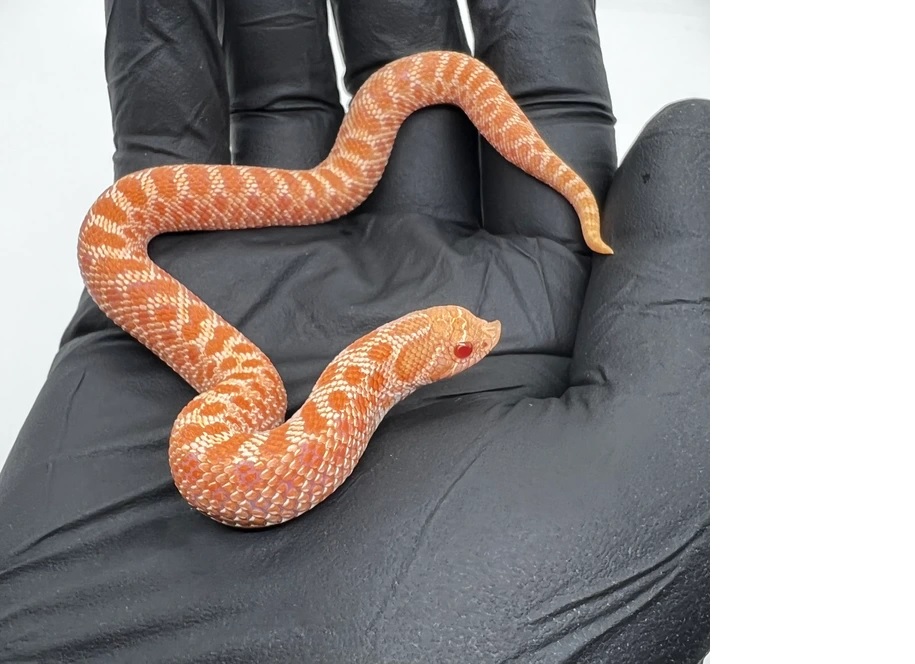 Hognose albino 2025