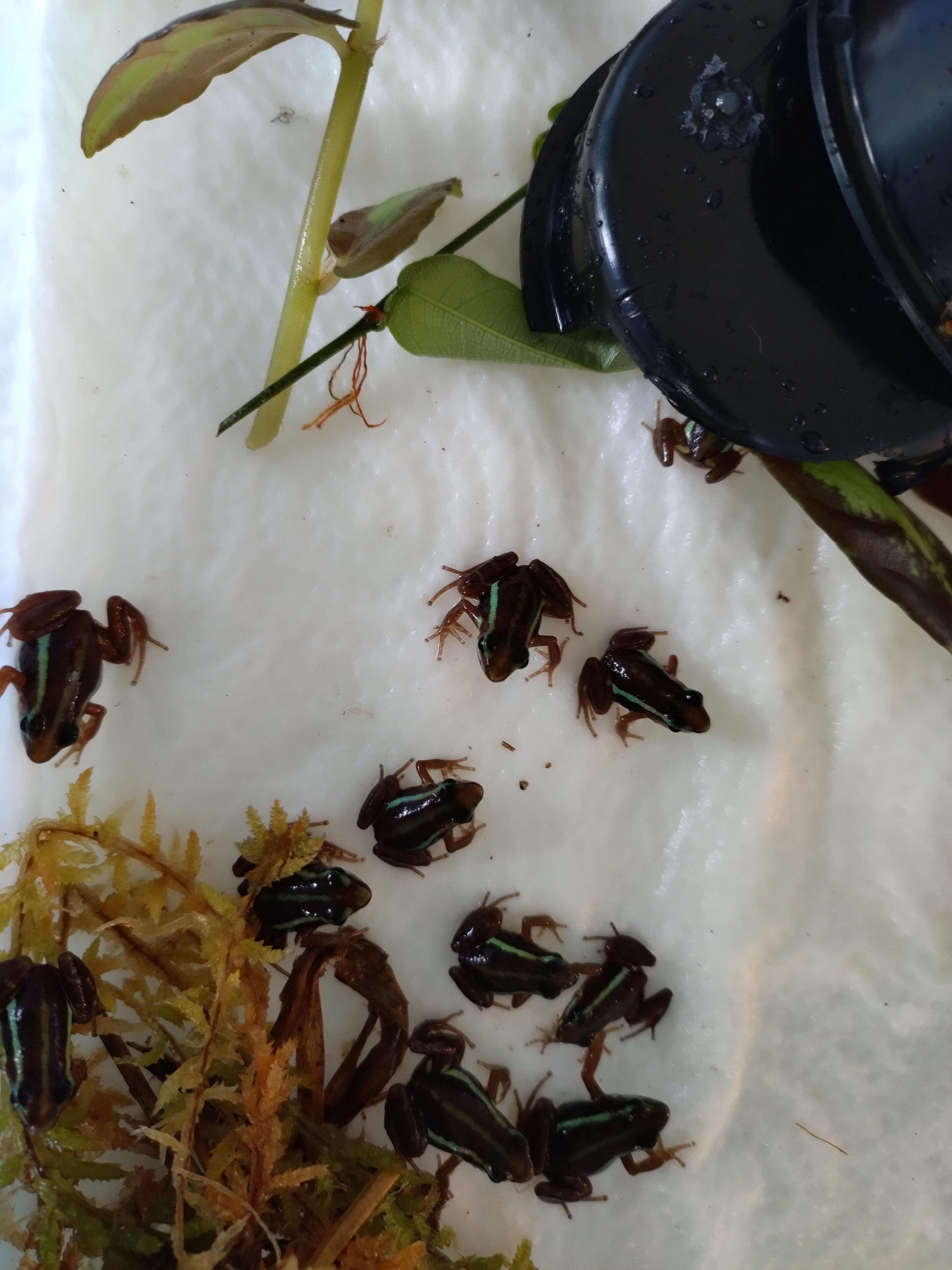 Epipedobates tricolor