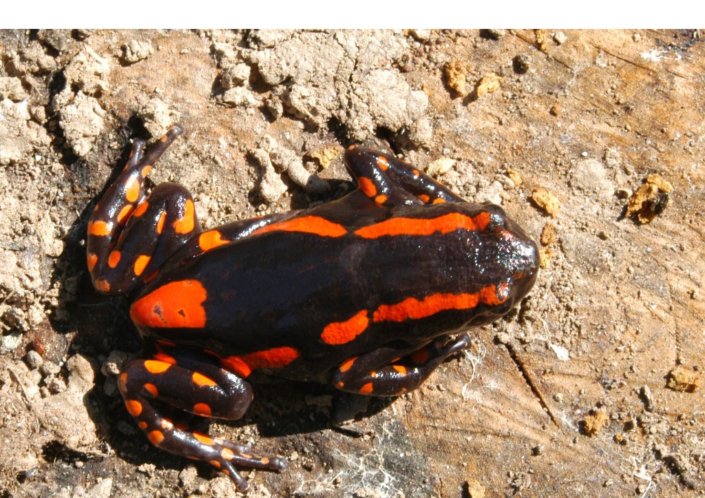Rã Phrynomantis bifasciatus
