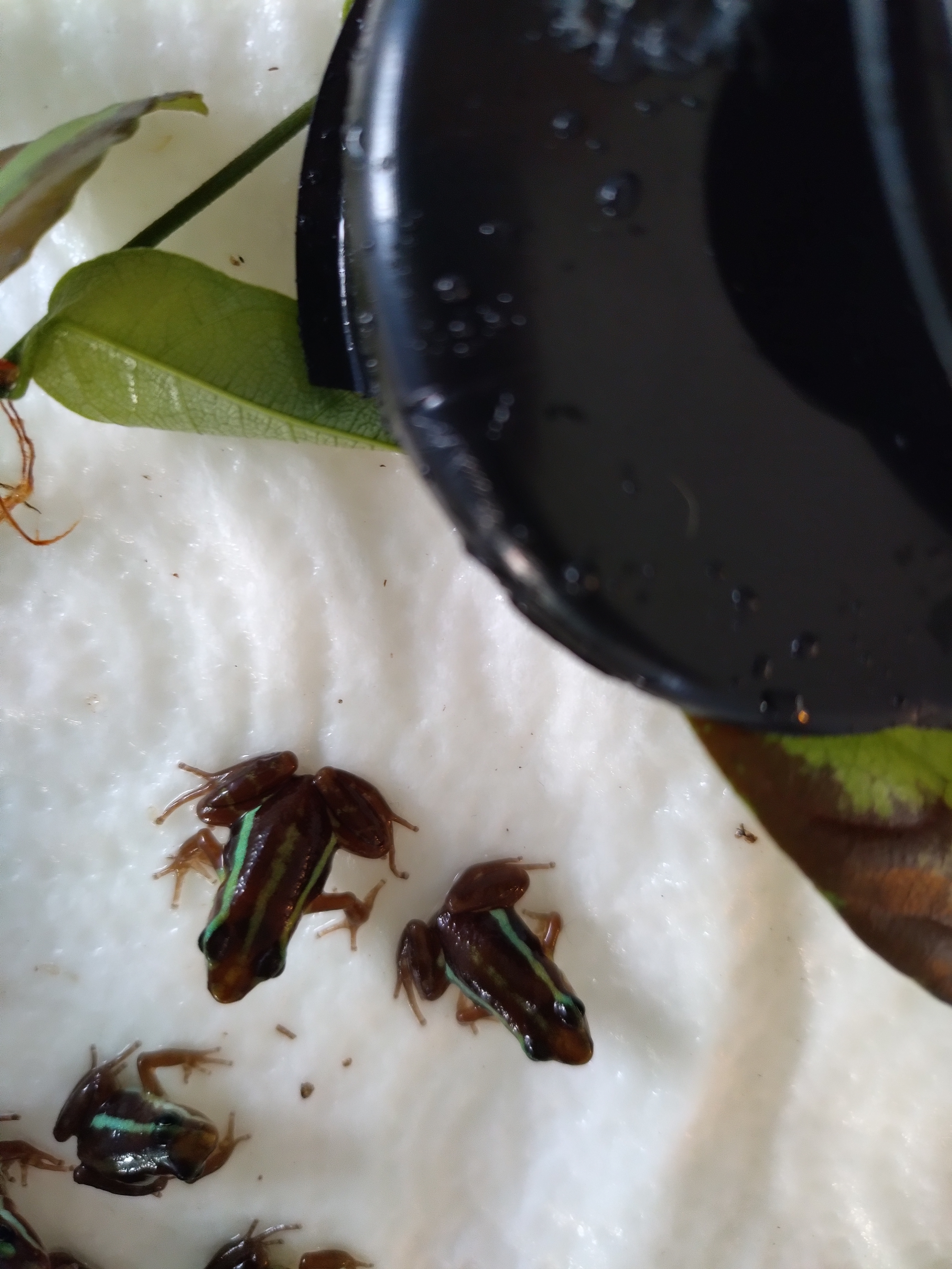 Epipedobates tricolor