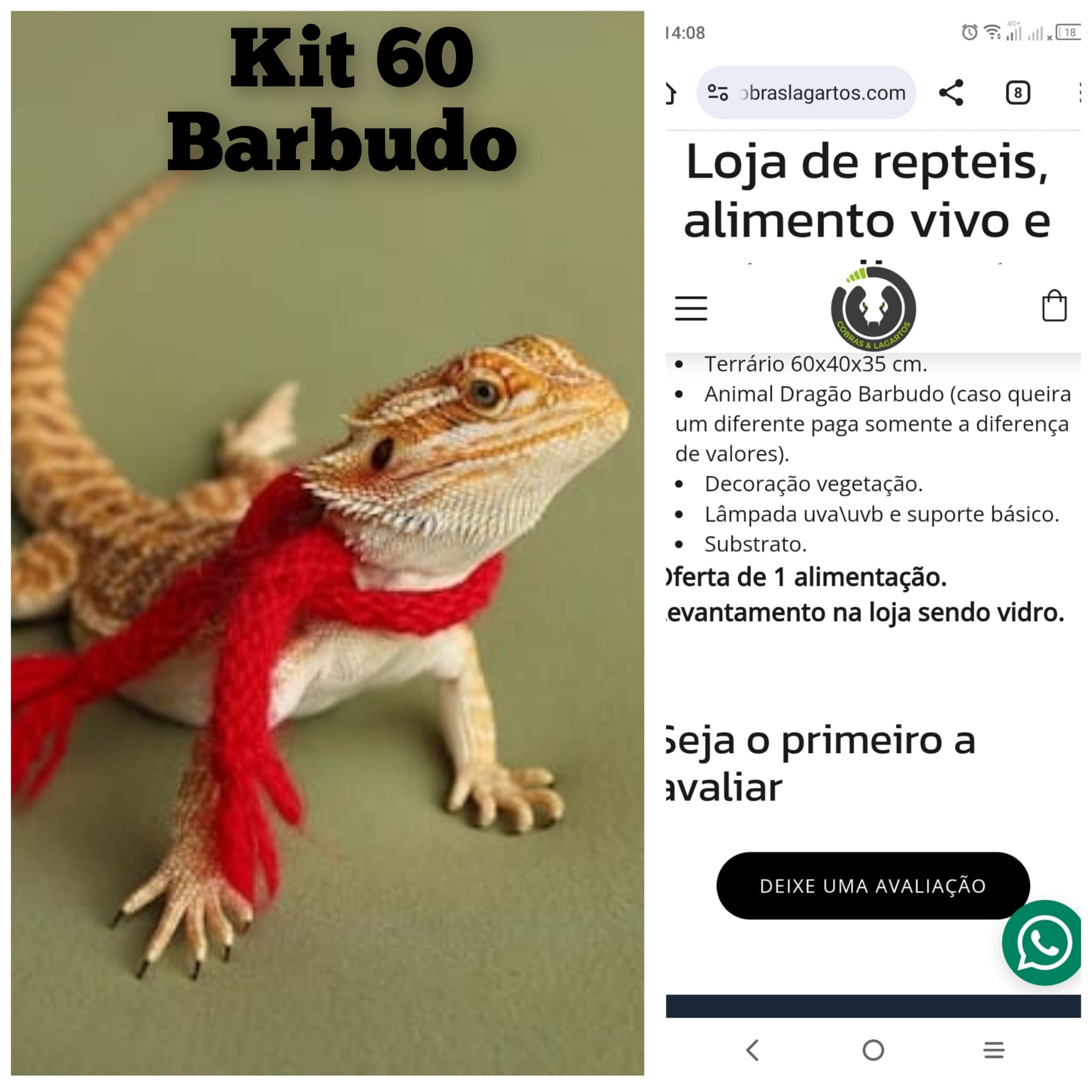 Kit 60 NATAL Dragão Barbudo