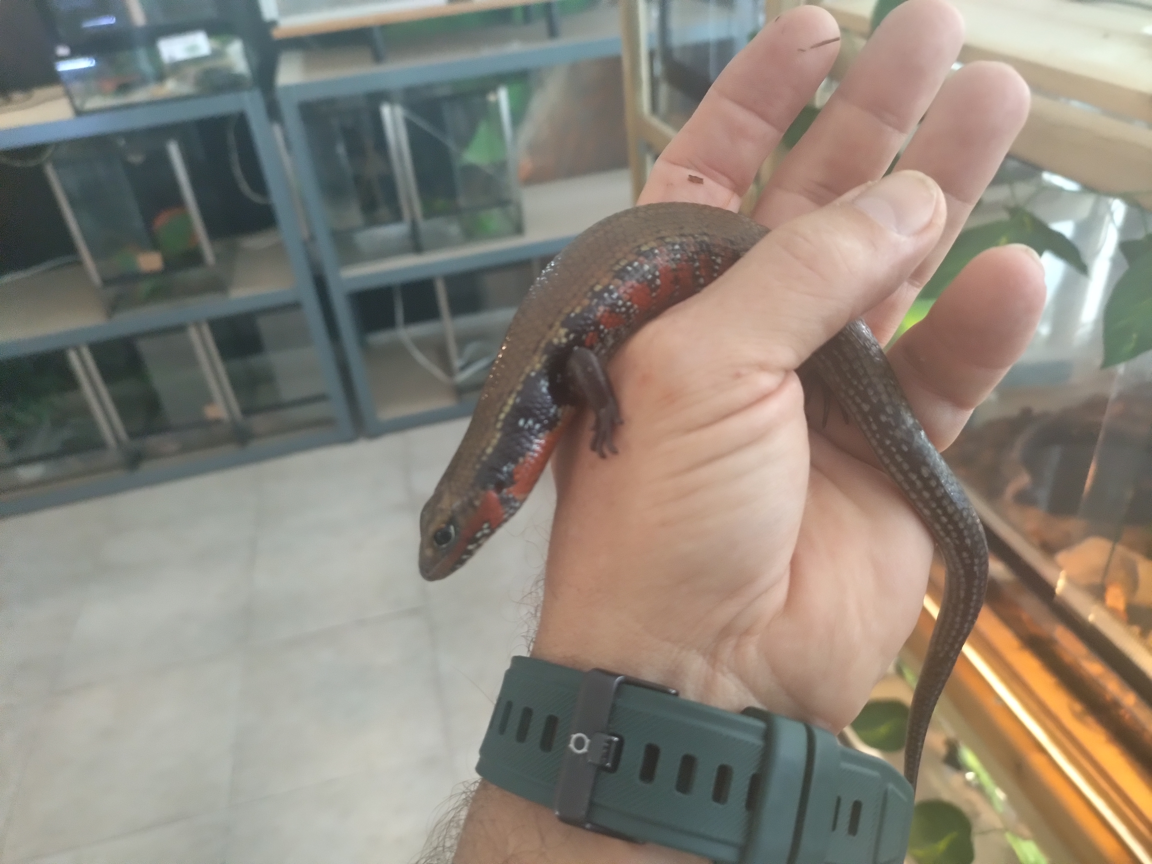 Lagarto de Fogo