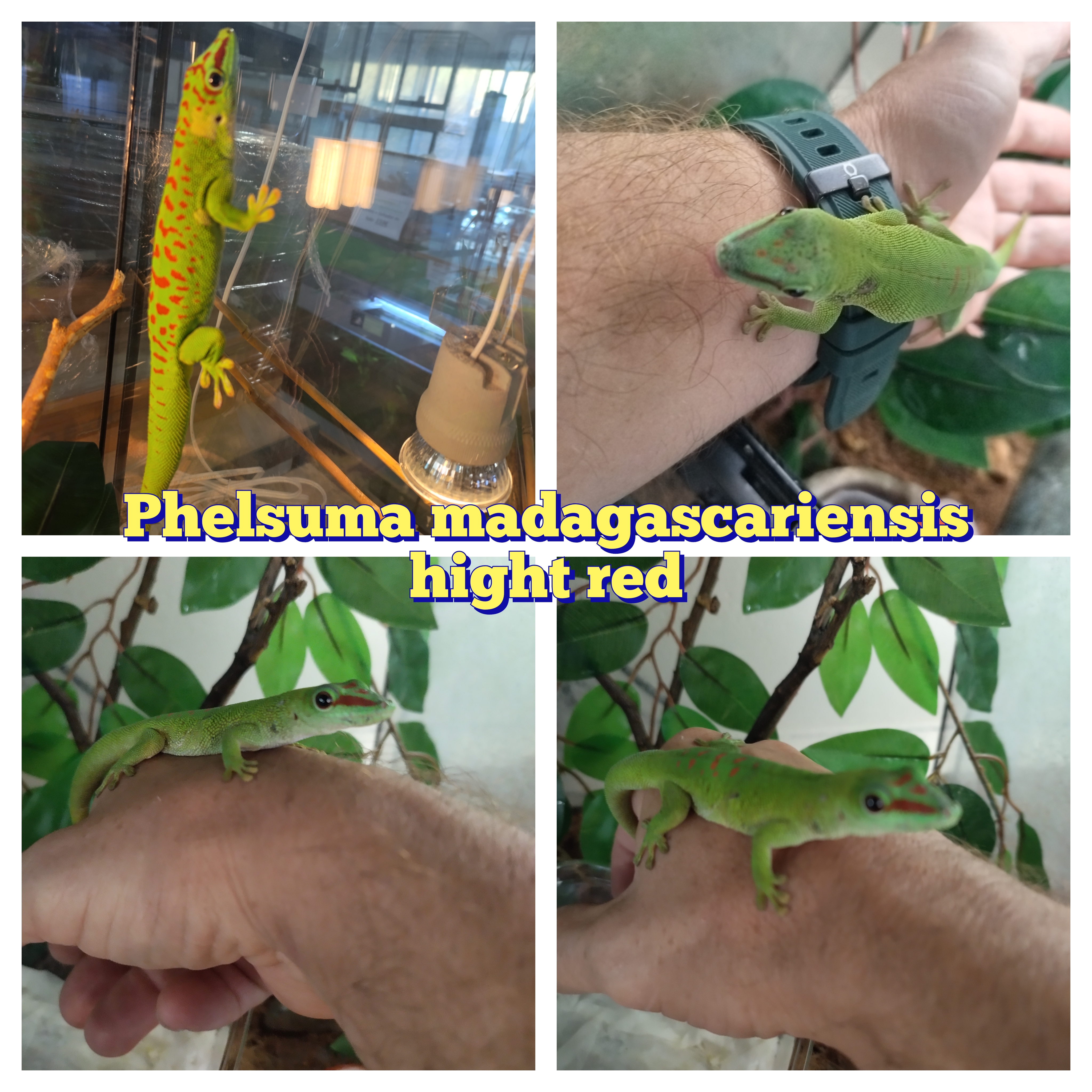 Phelsuma madagascarensis grandis
