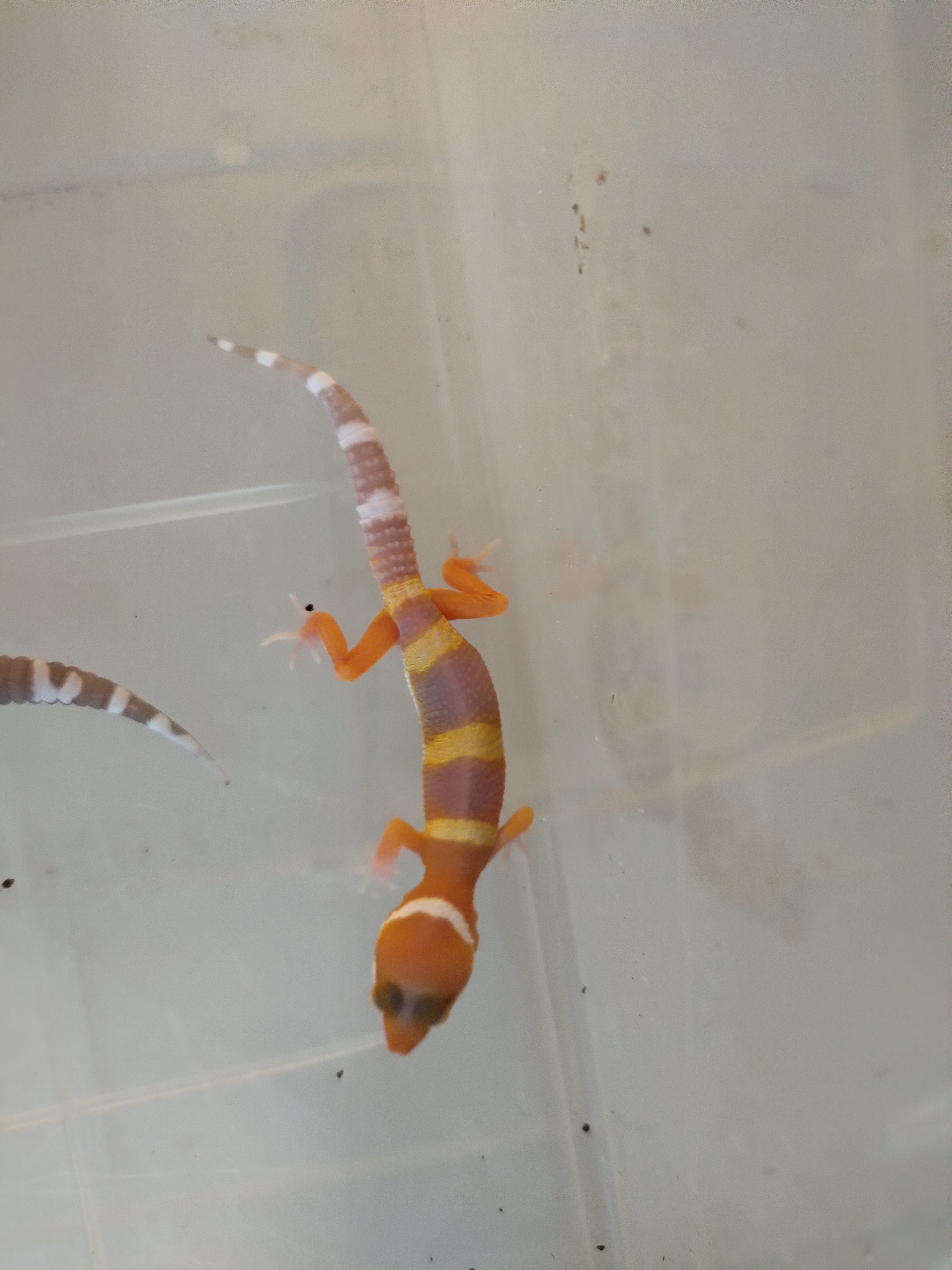 gecko leopardo intense orange