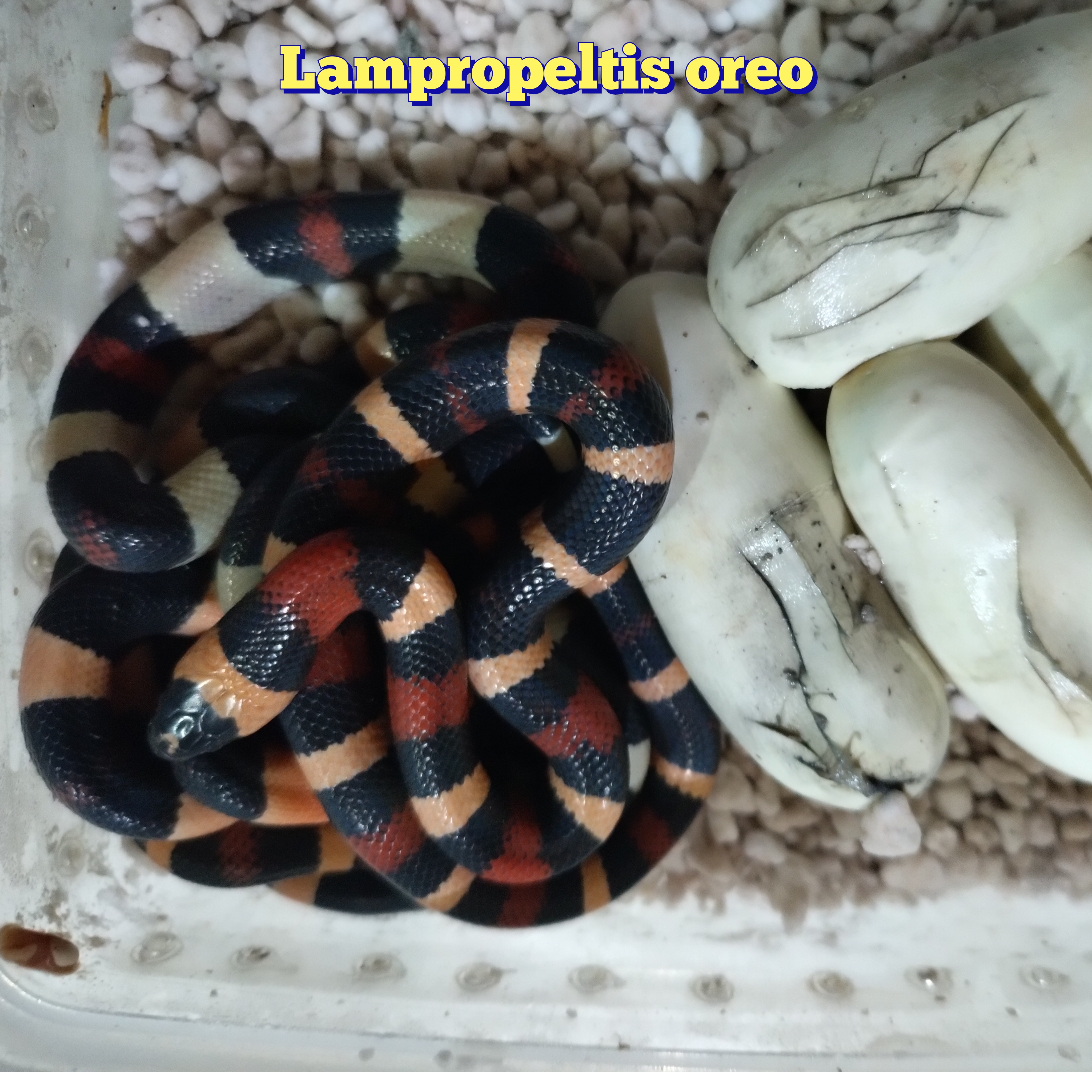 cobras lampropeltis triangulum campbelli