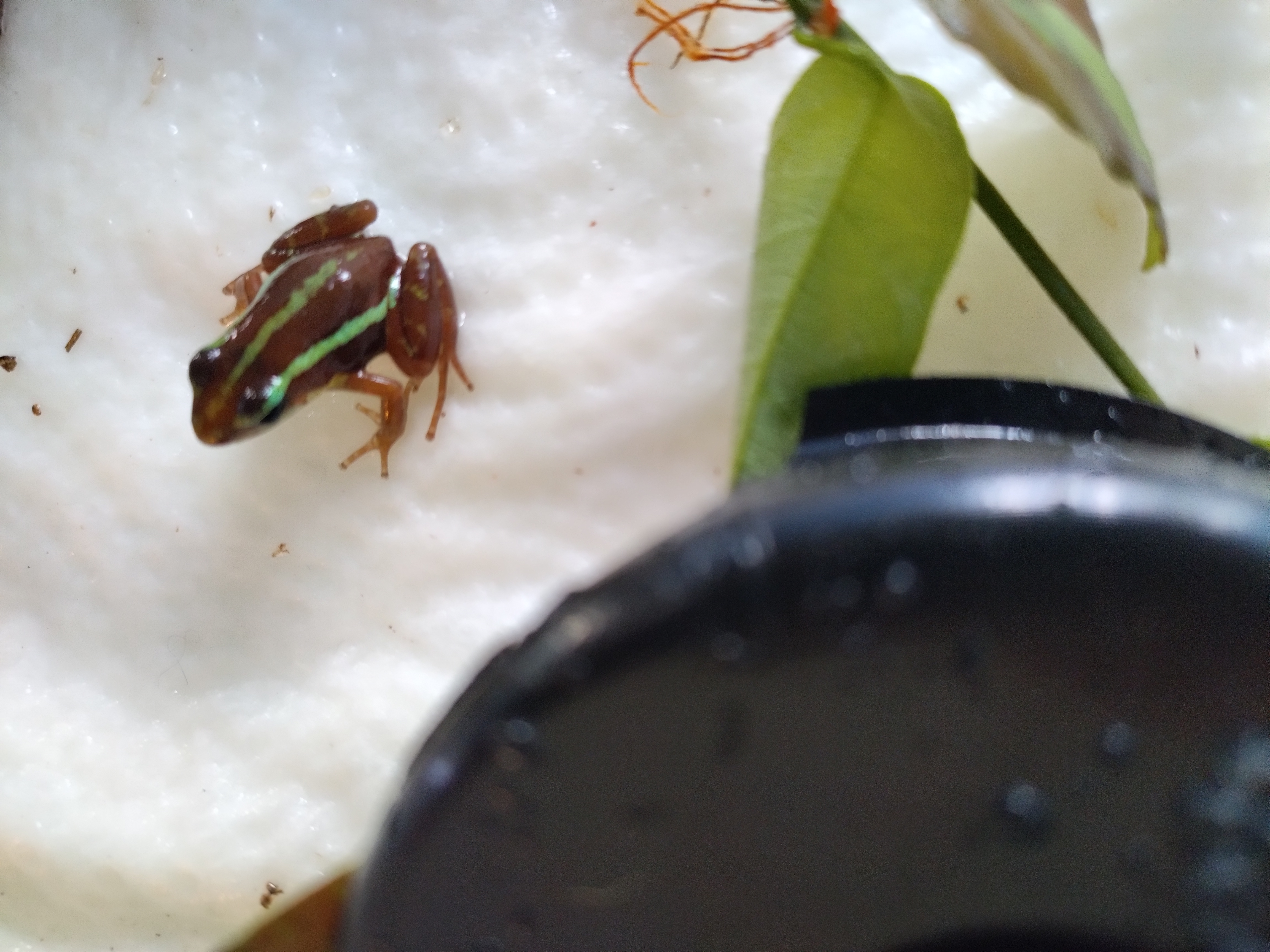 Epipedobates tricolor