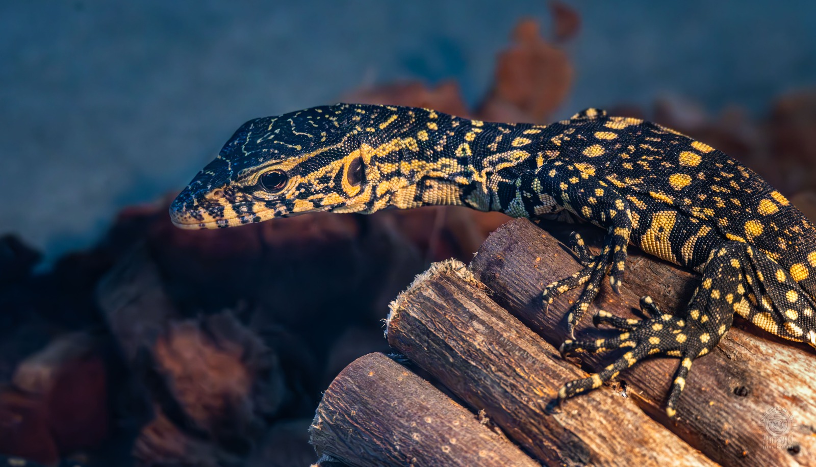 Varanus Ornatus
