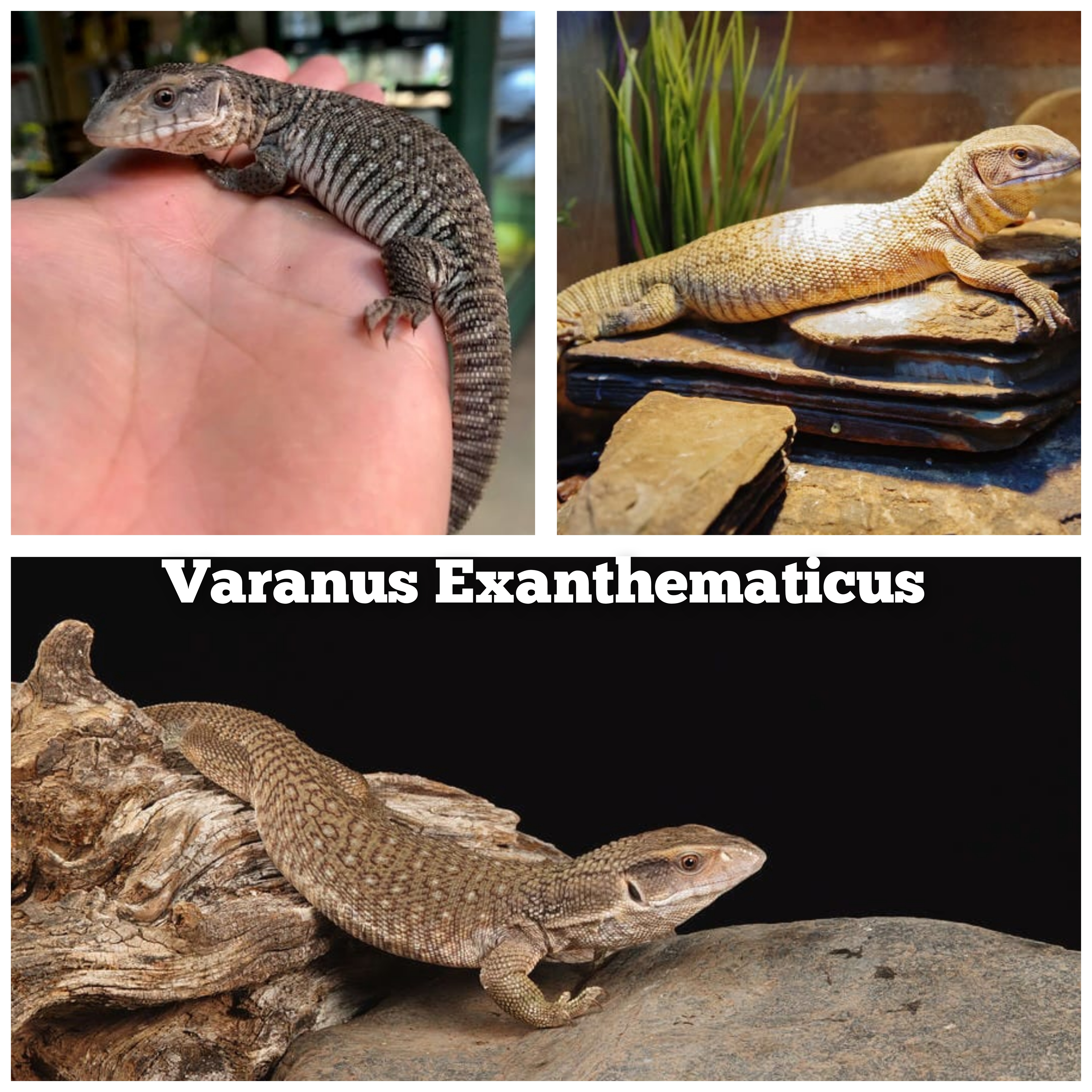 Varanus exanthematicus