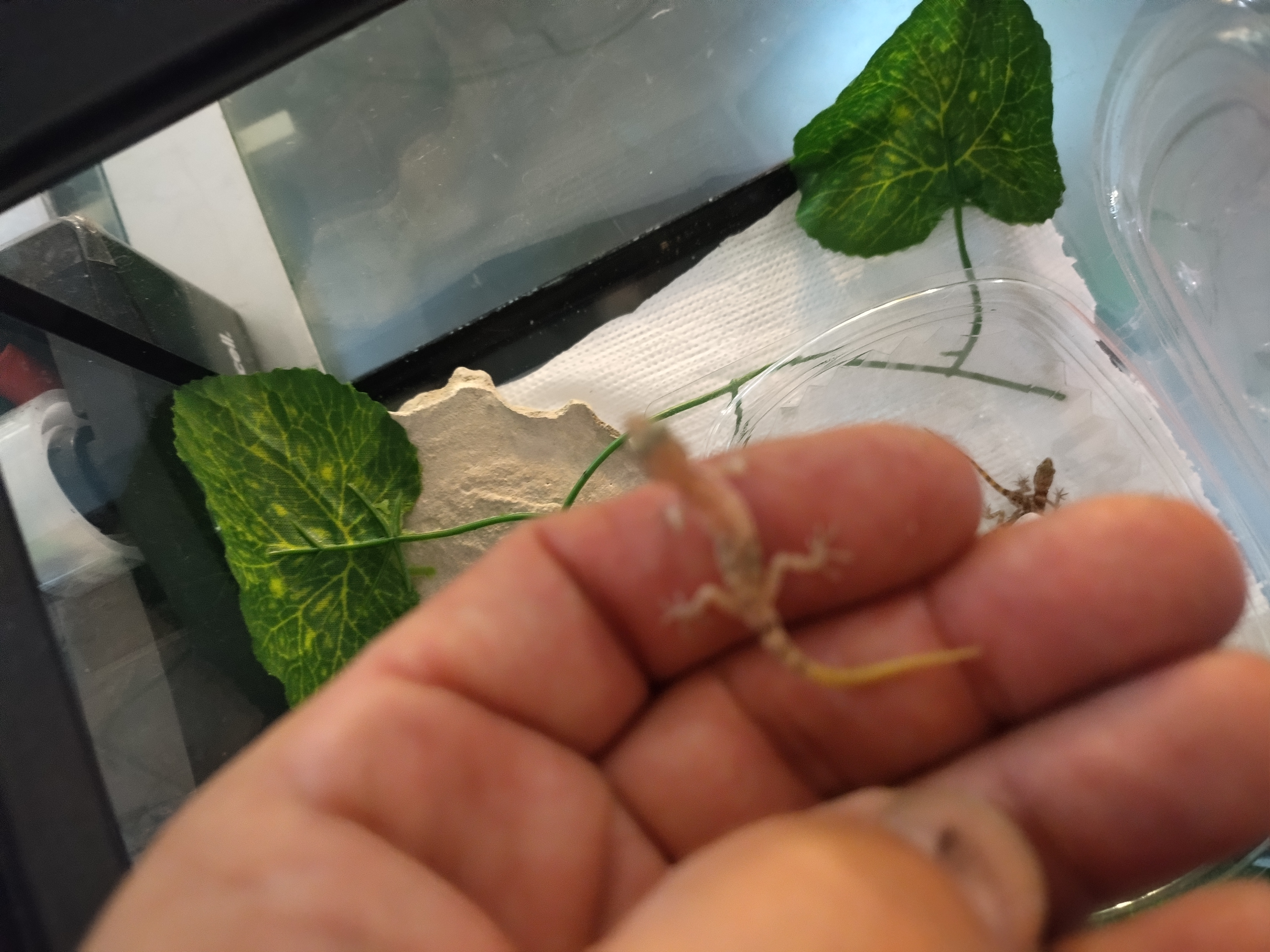 Micro geckos