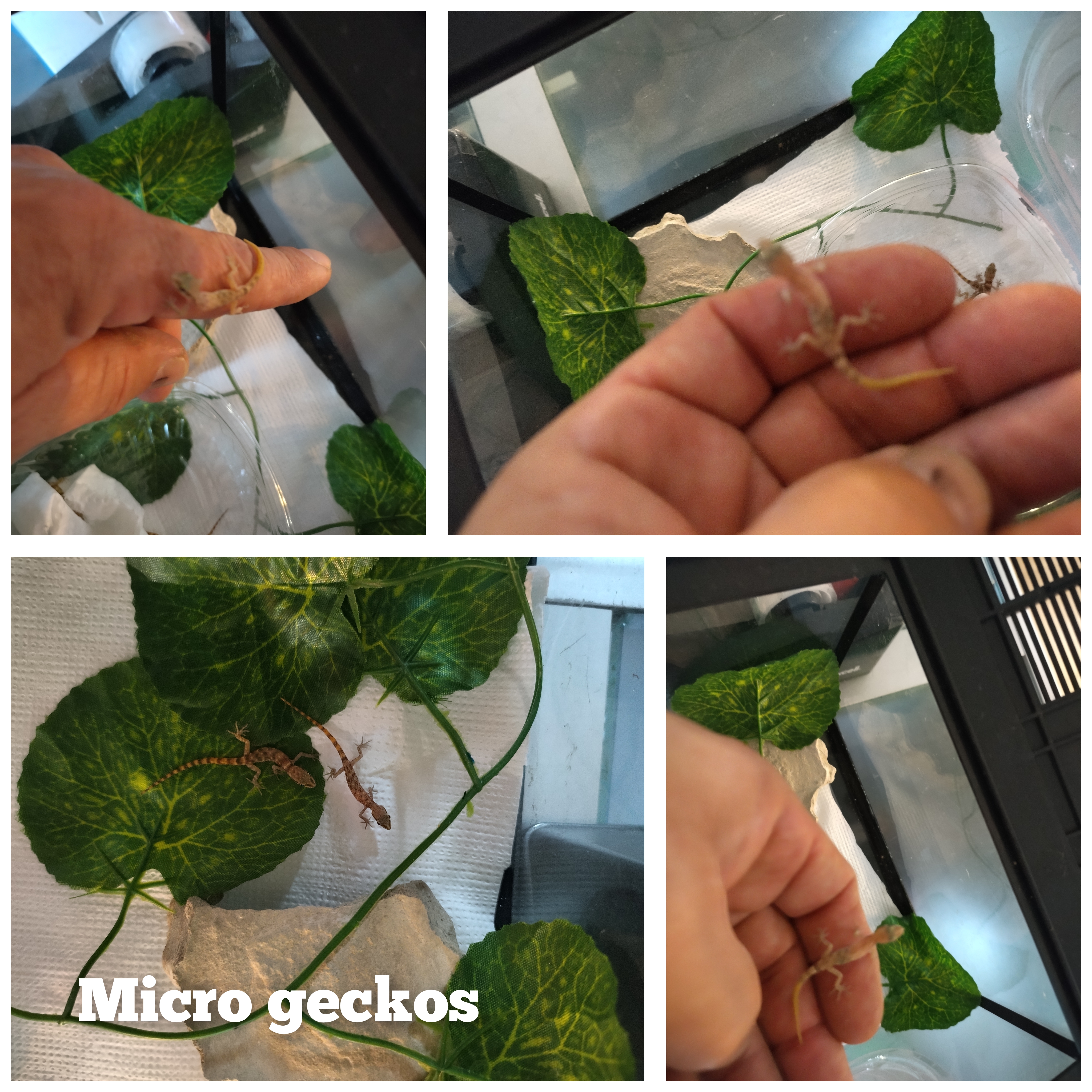 Micro geckos