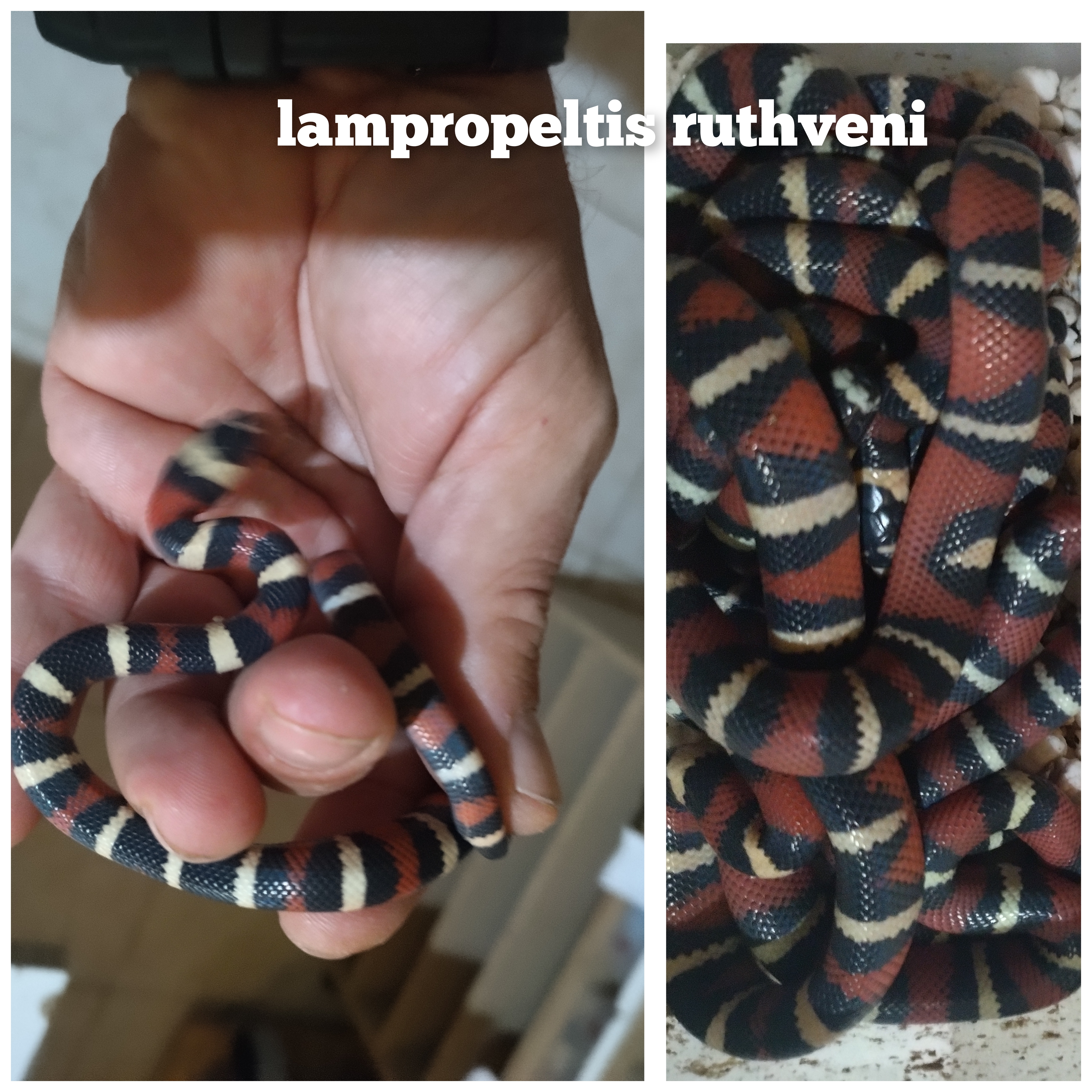 lampropeltis ruthveni