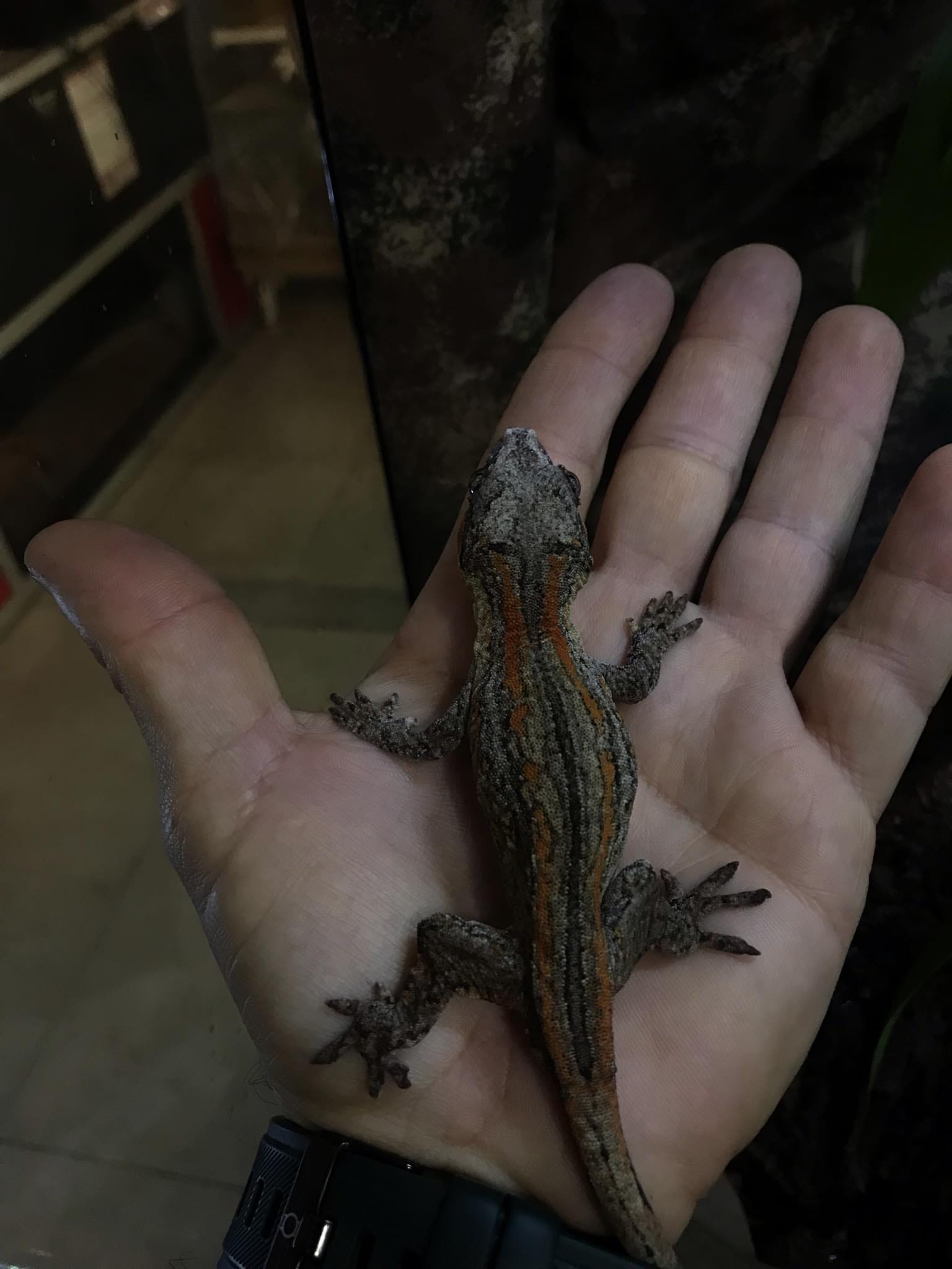 Folha de cuidados de Rhacodactylus Auriculados