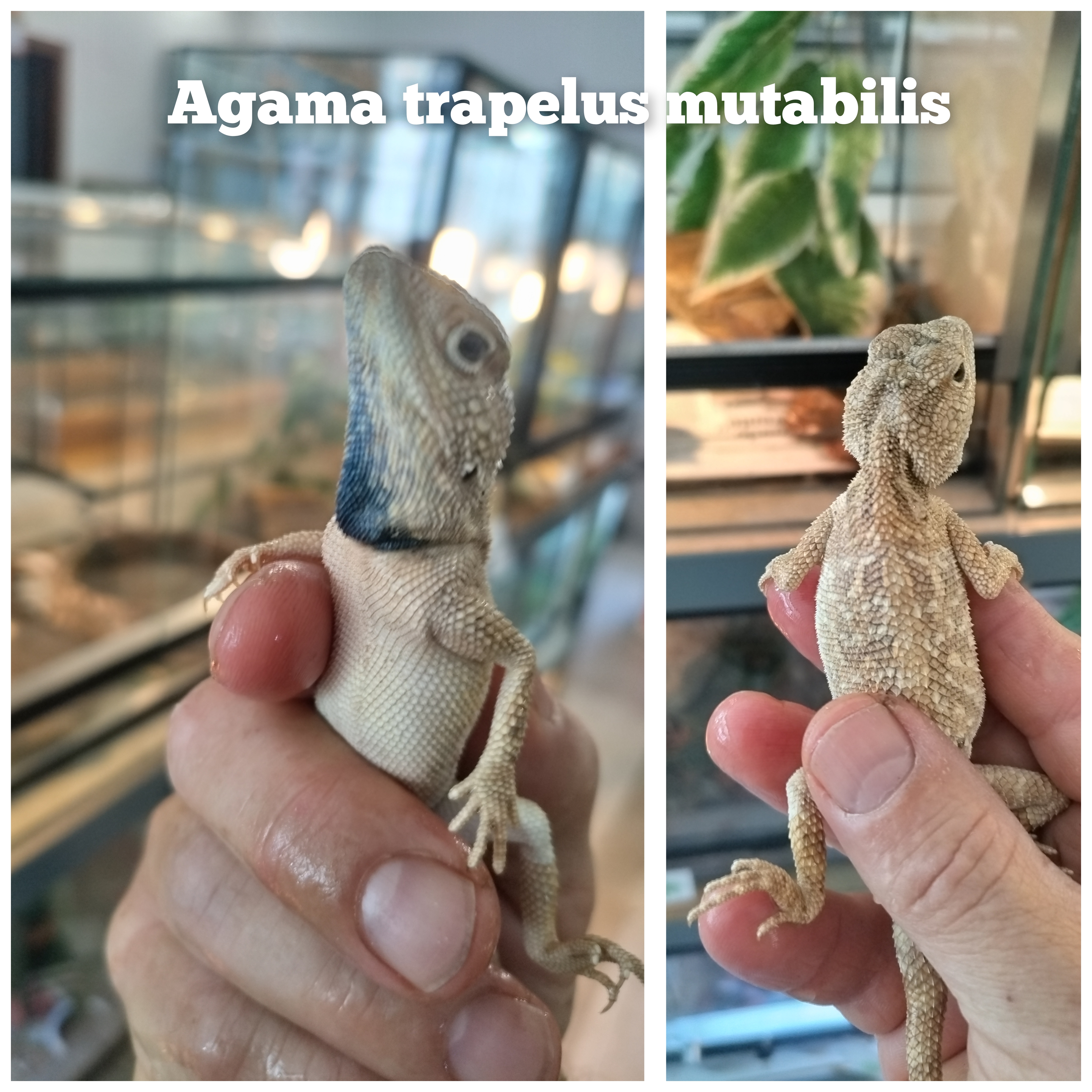 Agama trapelus mutabilis