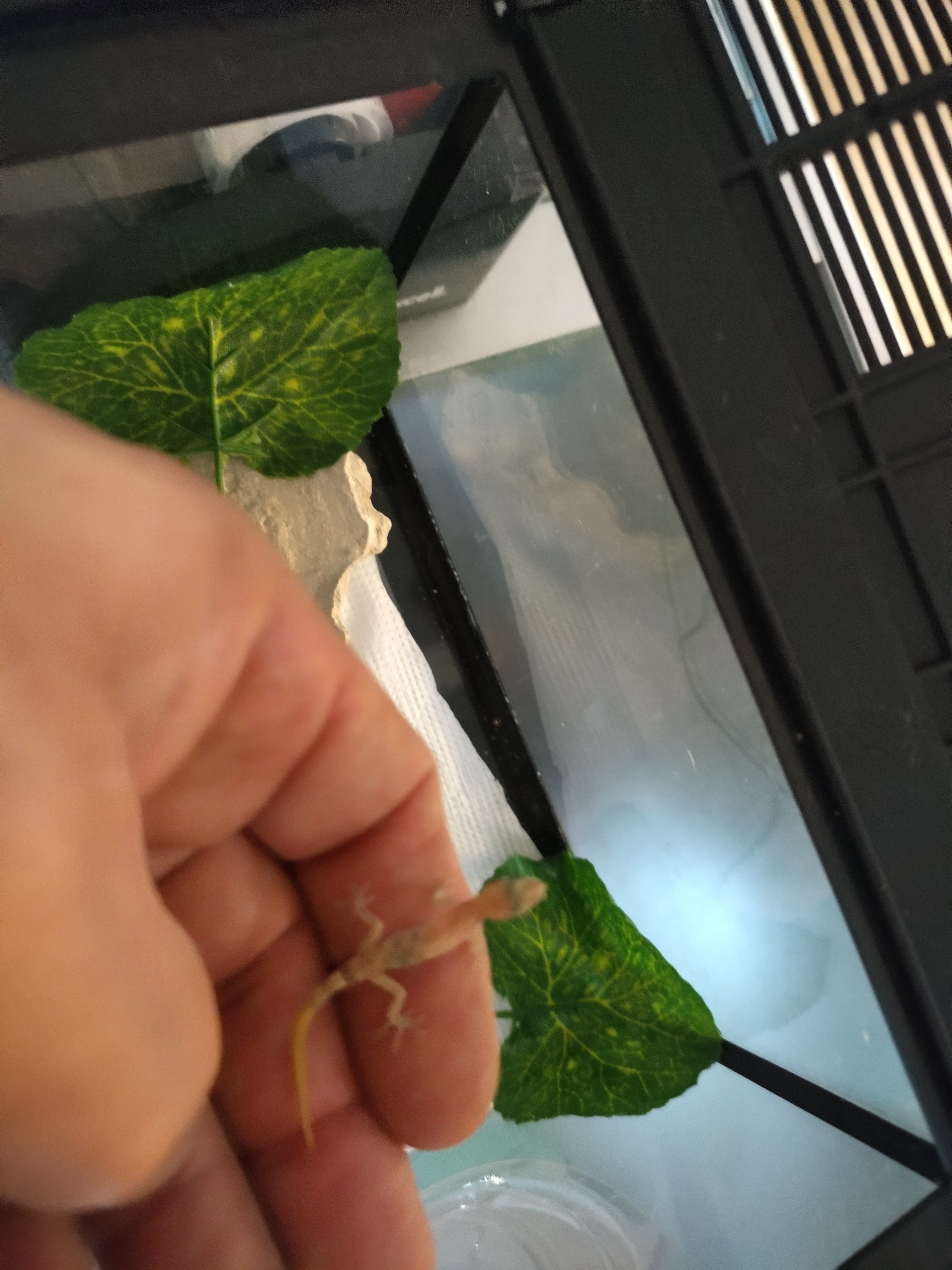 Micro geckos