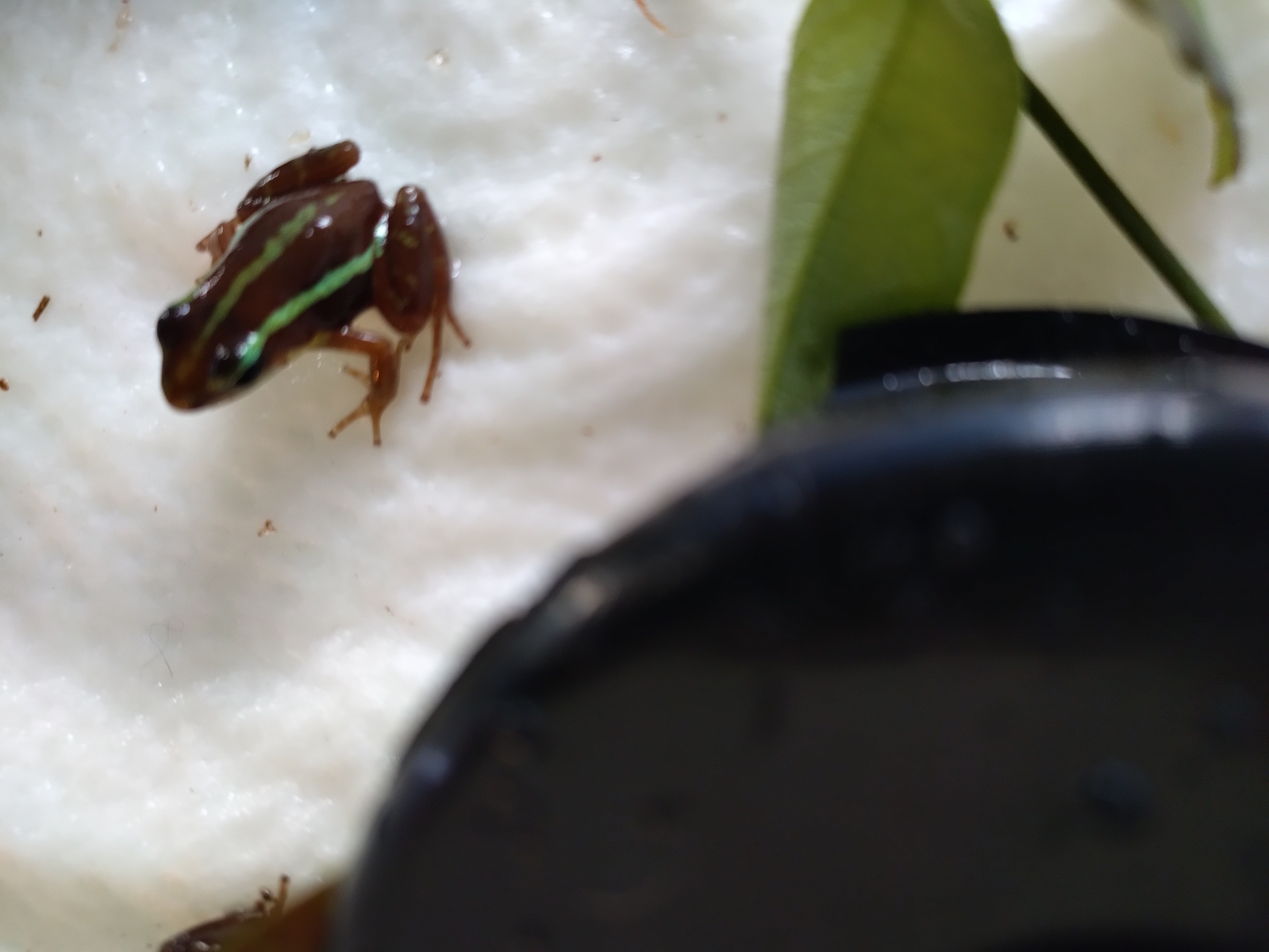 Epipedobates tricolor