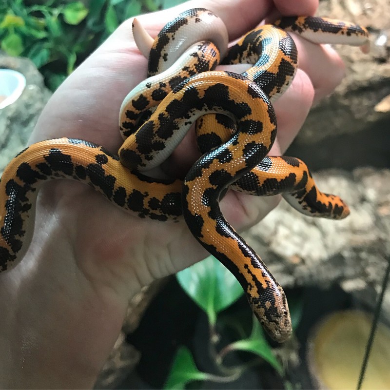 Folha de cuidados de Eryx Colubrinus – Boa de Areia Queniana