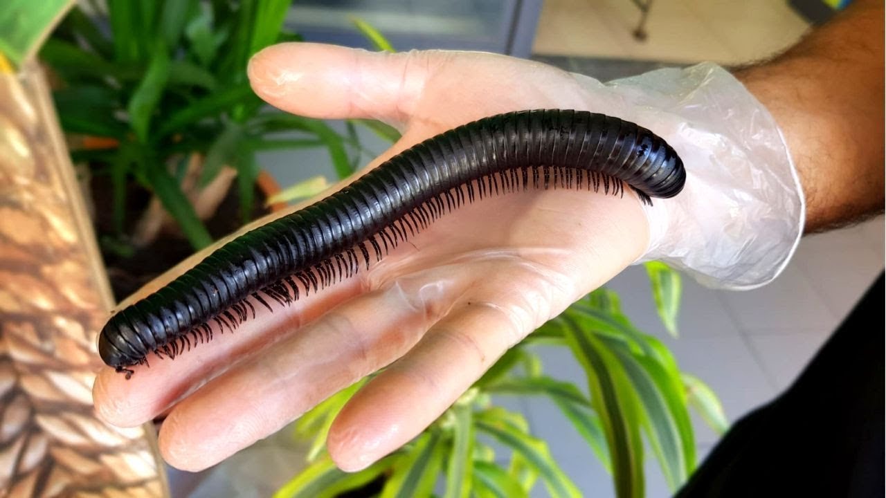 Folha de cuidados do artrópode Mil pés africano