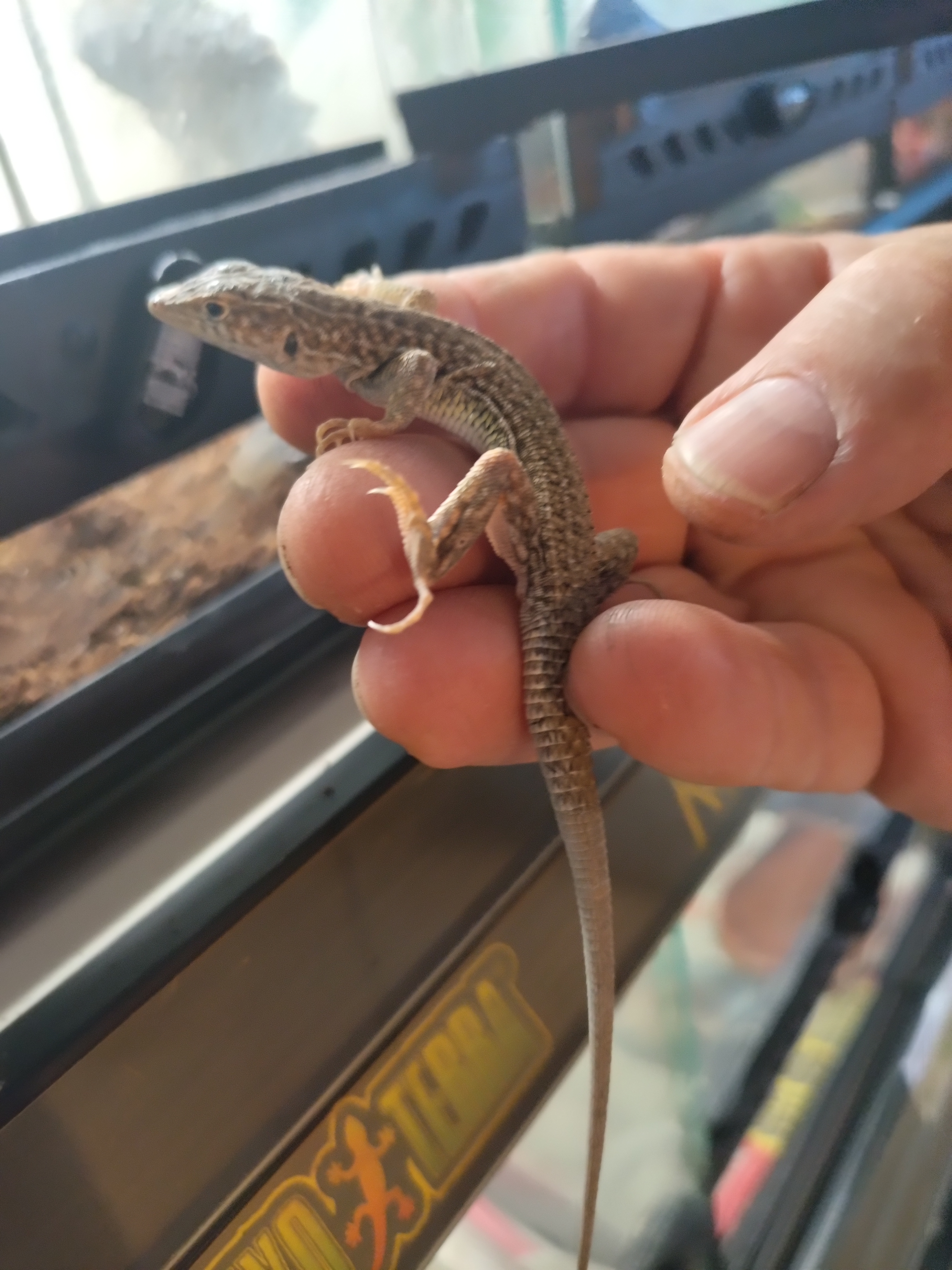 ACANTHODACTYLUS PARDALIS