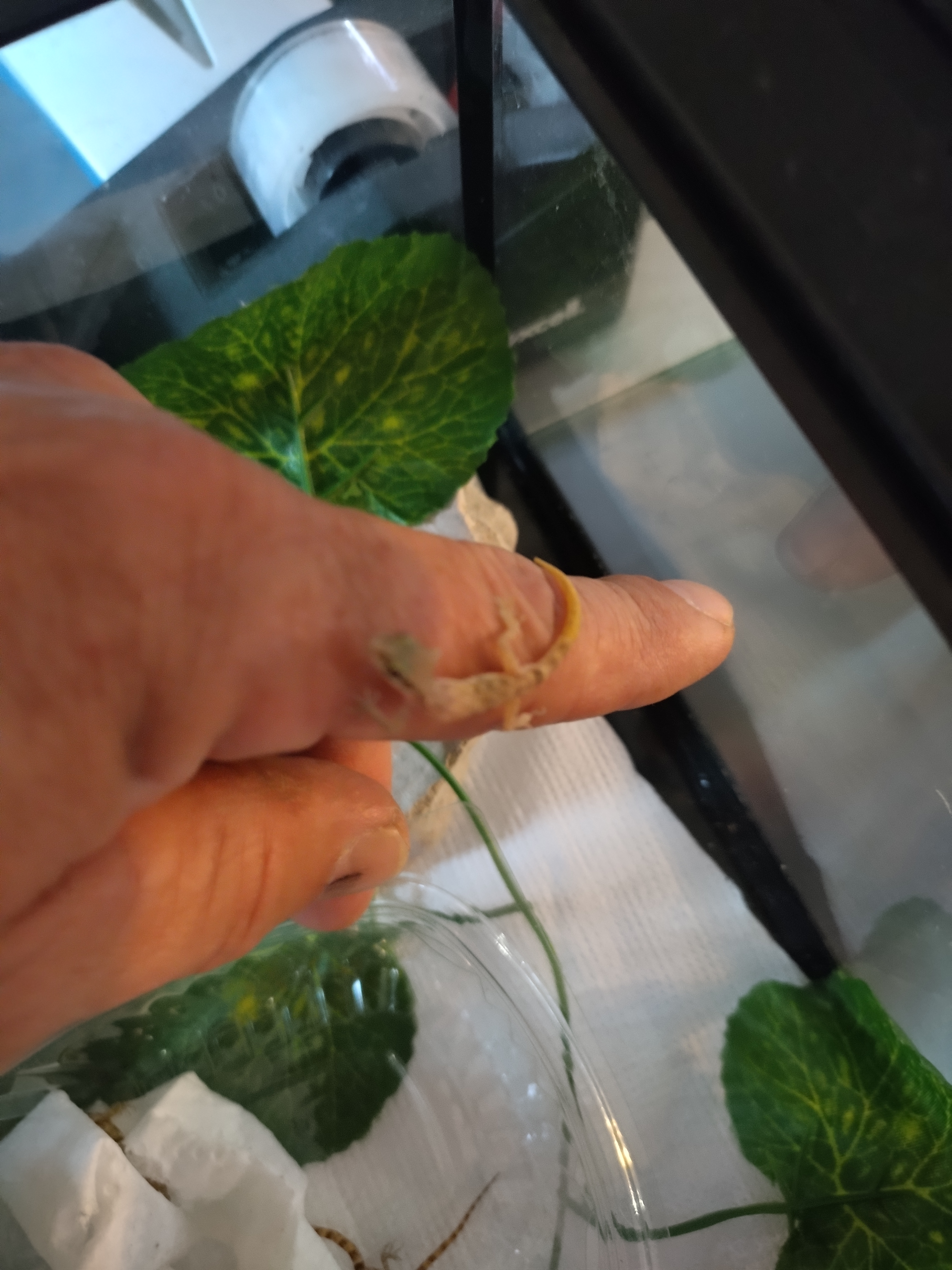Micro geckos