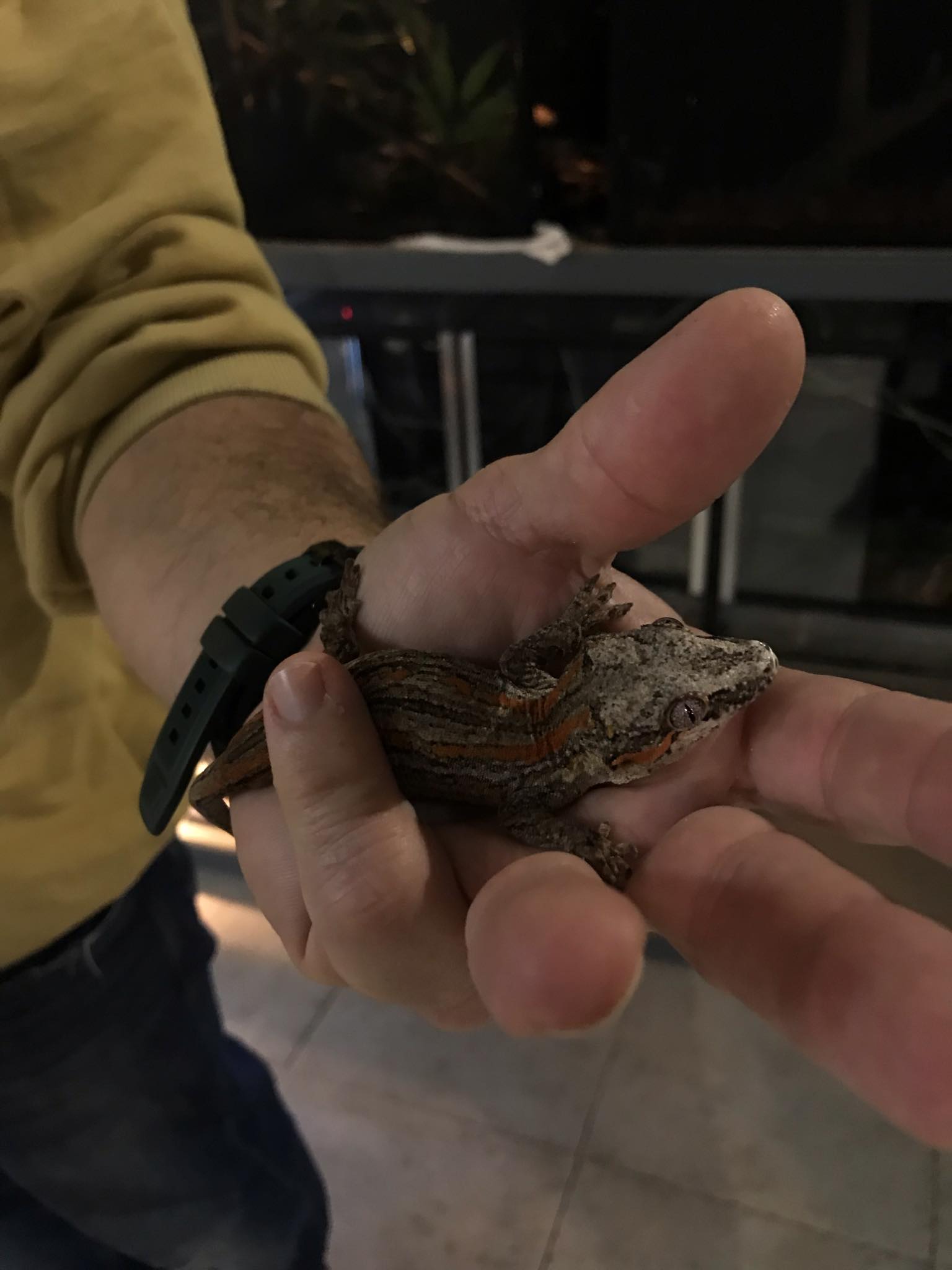 Rhacodactylus Auriculados-Gargoyle gecko red stripe