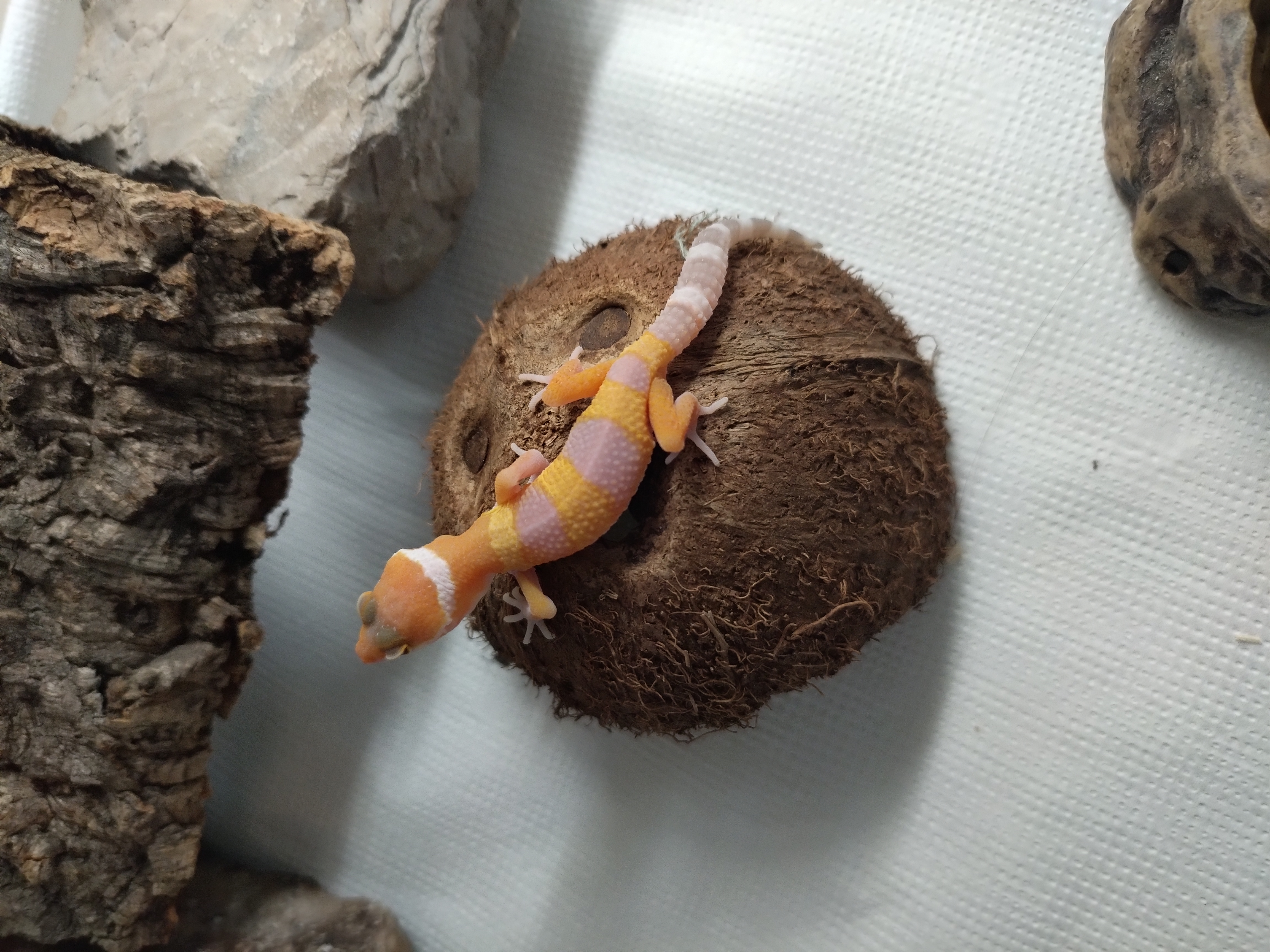 gecko leopardo intense orange