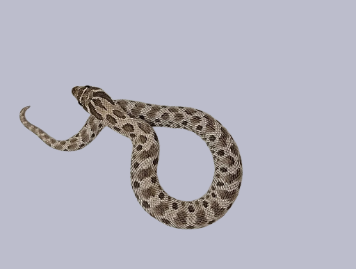 Hognose Axanthic Het Snow