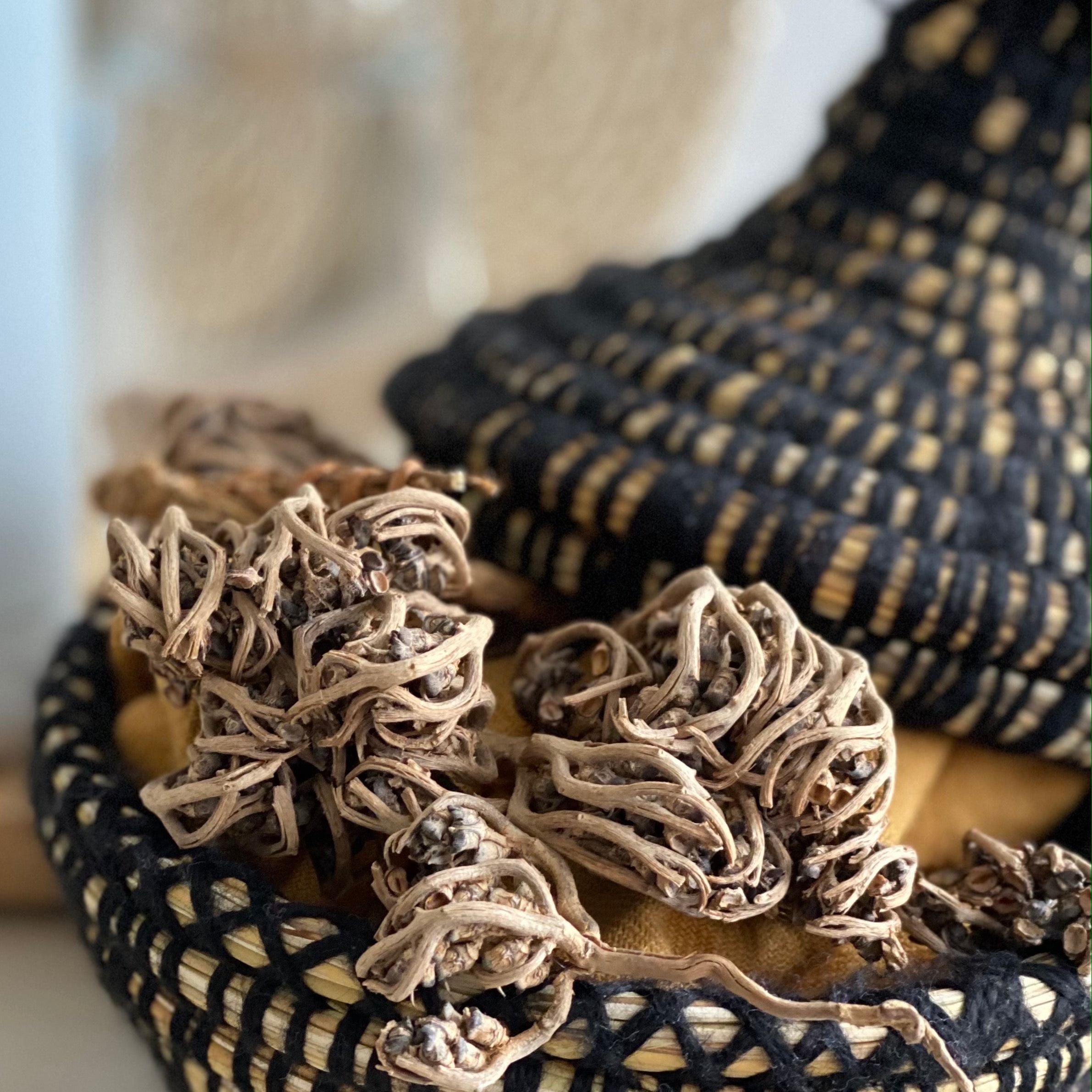 Chajarat Maryam ou Rose de Jericho