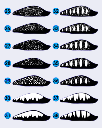 Estencils Pintura de Iscas Artificiais Modelos de 25 ao 38