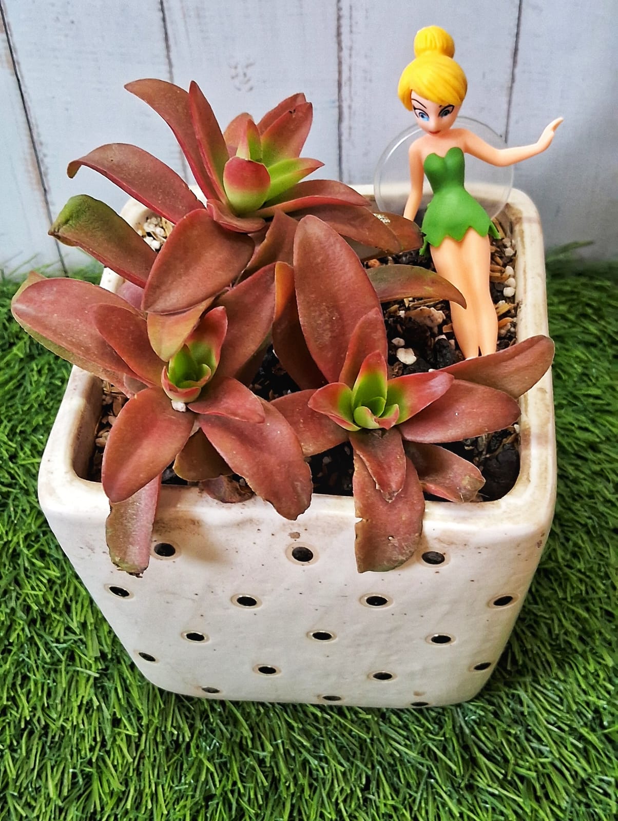 Fairy pot