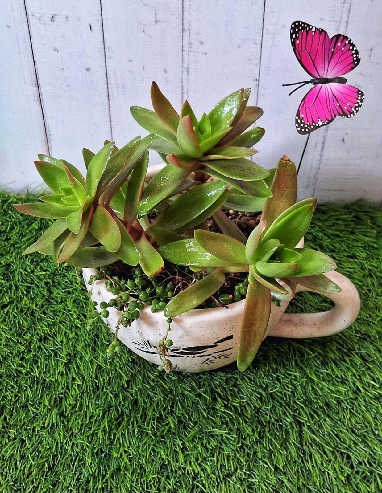 Succulent cup
