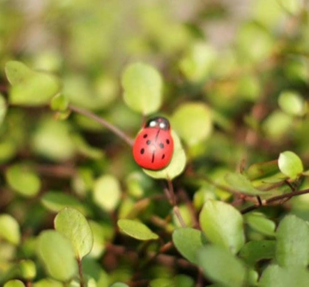 Ladybug