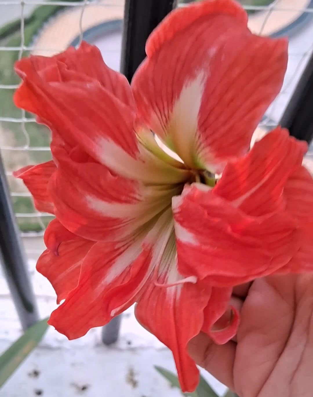 Amaryllis Lily multi petal