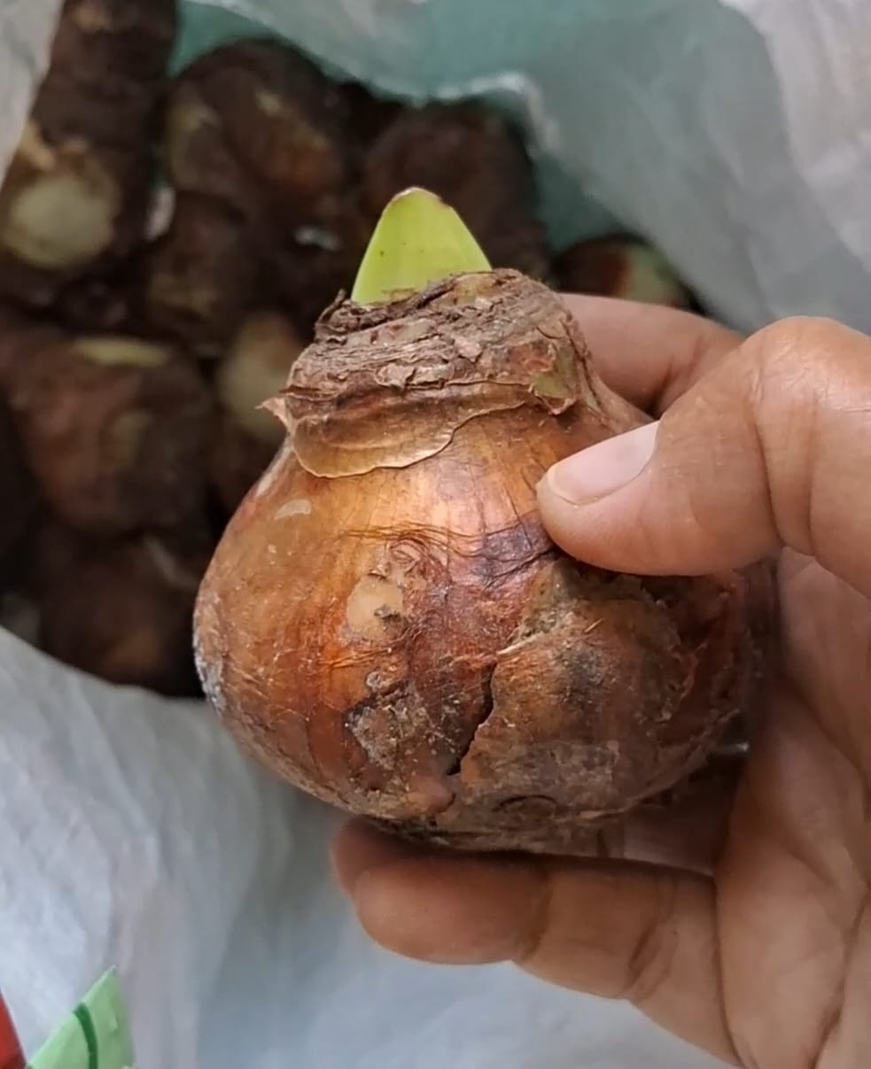 Amaryllis Lily multi petal