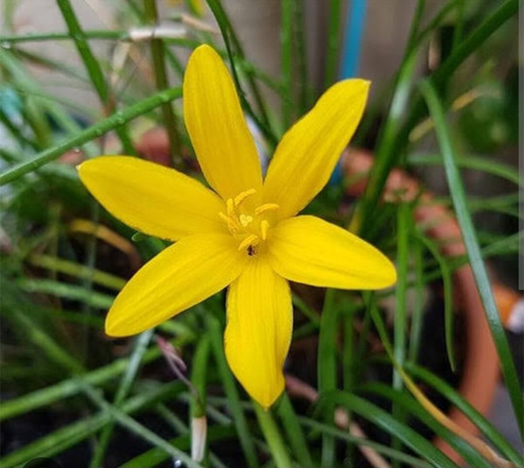 Rain Lily Yellow