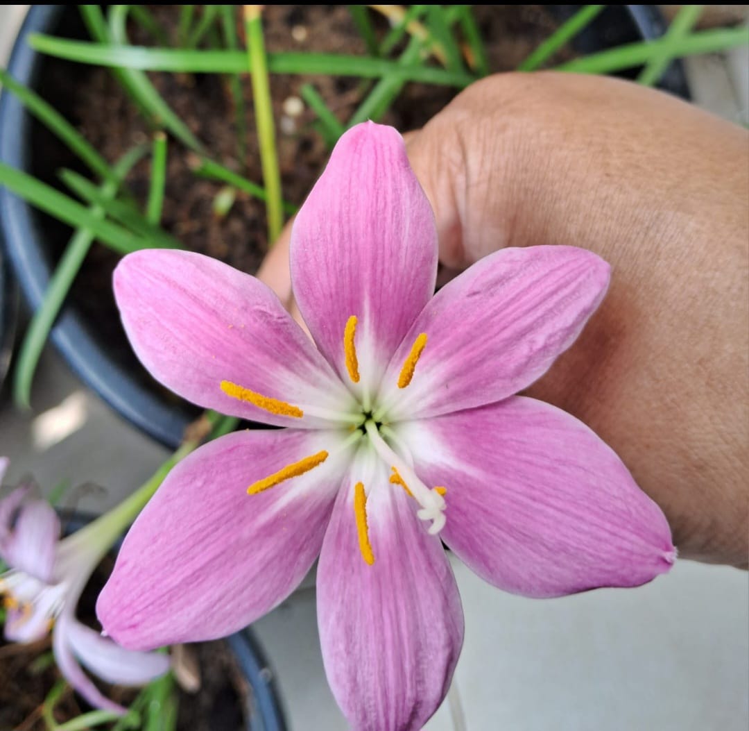 Rain Lily Pink
