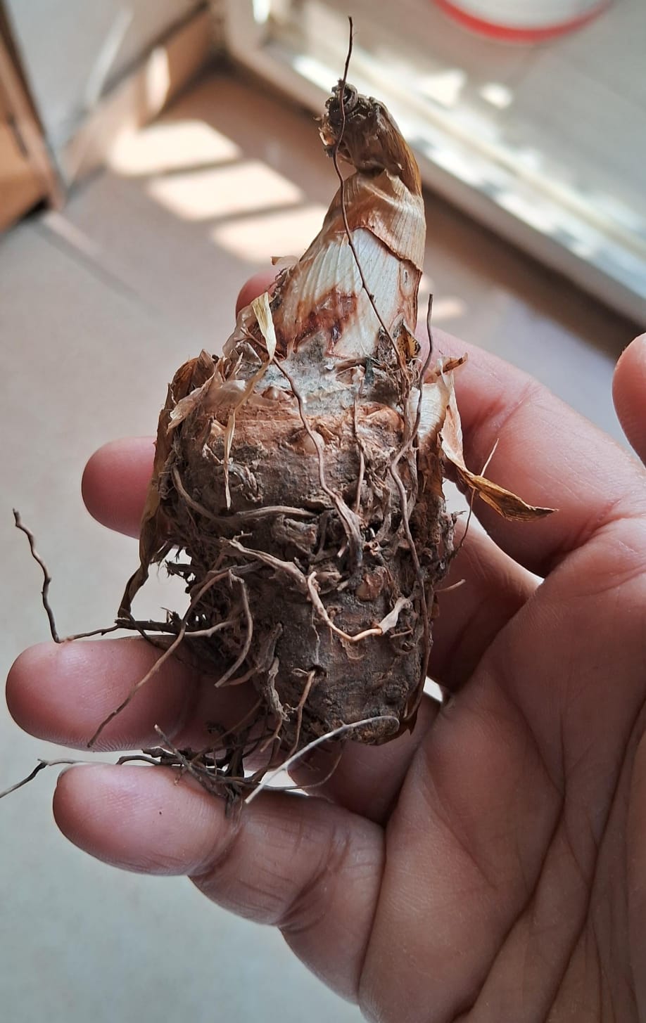 Tuberose/ Rajnigandha 