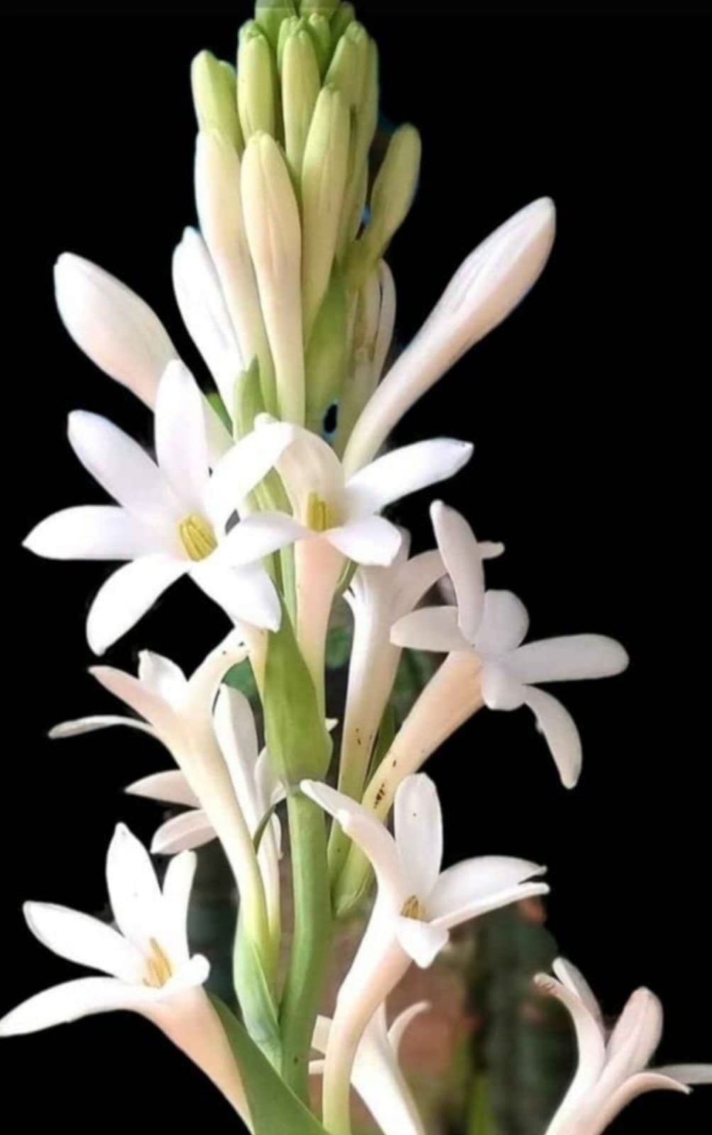 Tuberose/ Rajnigandha