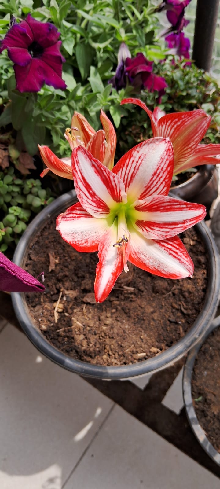 Amaryllis lily single petal, mixed shade flower