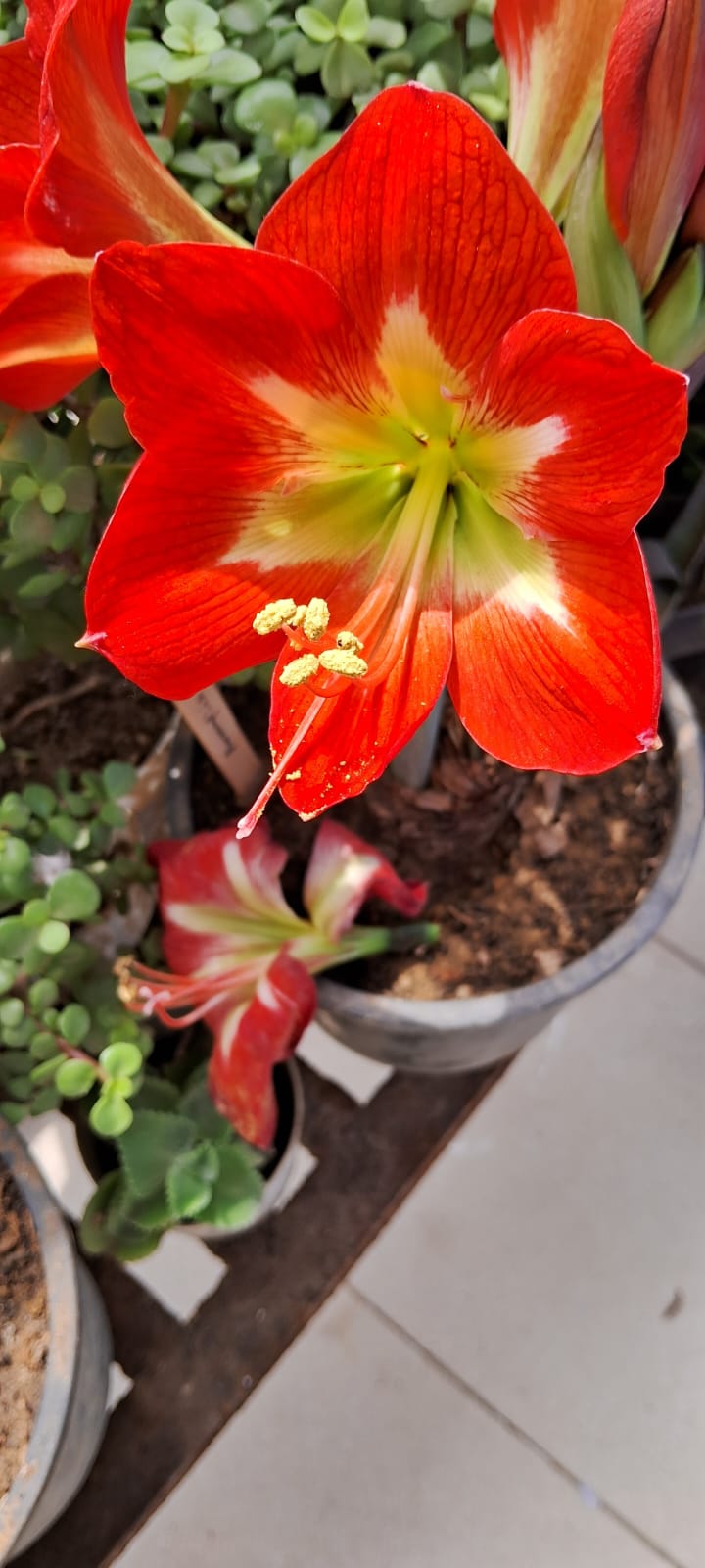 Amaryllis lily single petal, mixed shade flower