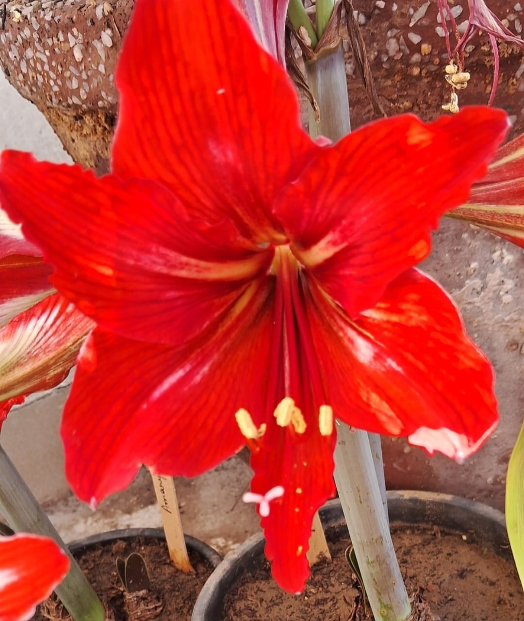 Amaryllis lily single petal, mixed shade flower