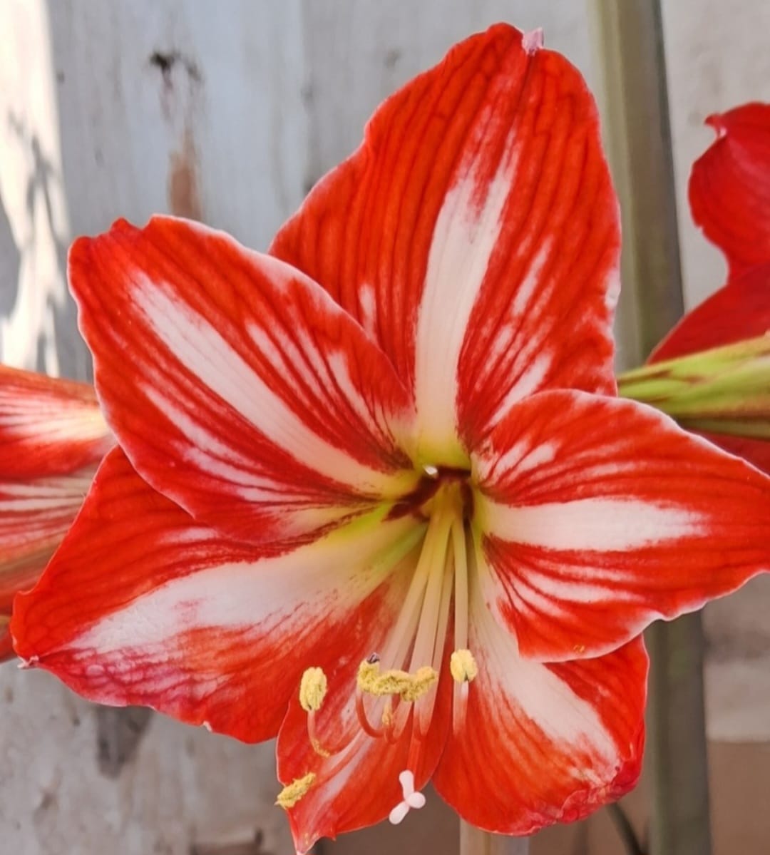 Amaryllis lily single petal, mixed shade flower
