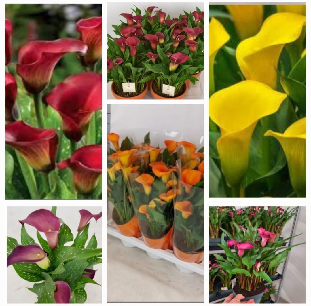 Calla lily, mixed shade, sprouted