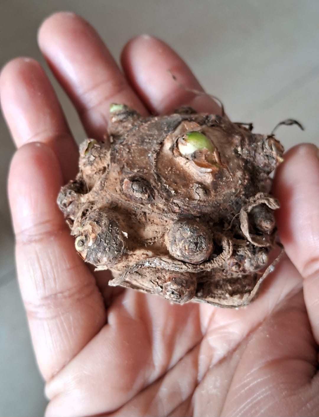 Calla lily, mixed shade, sprouted