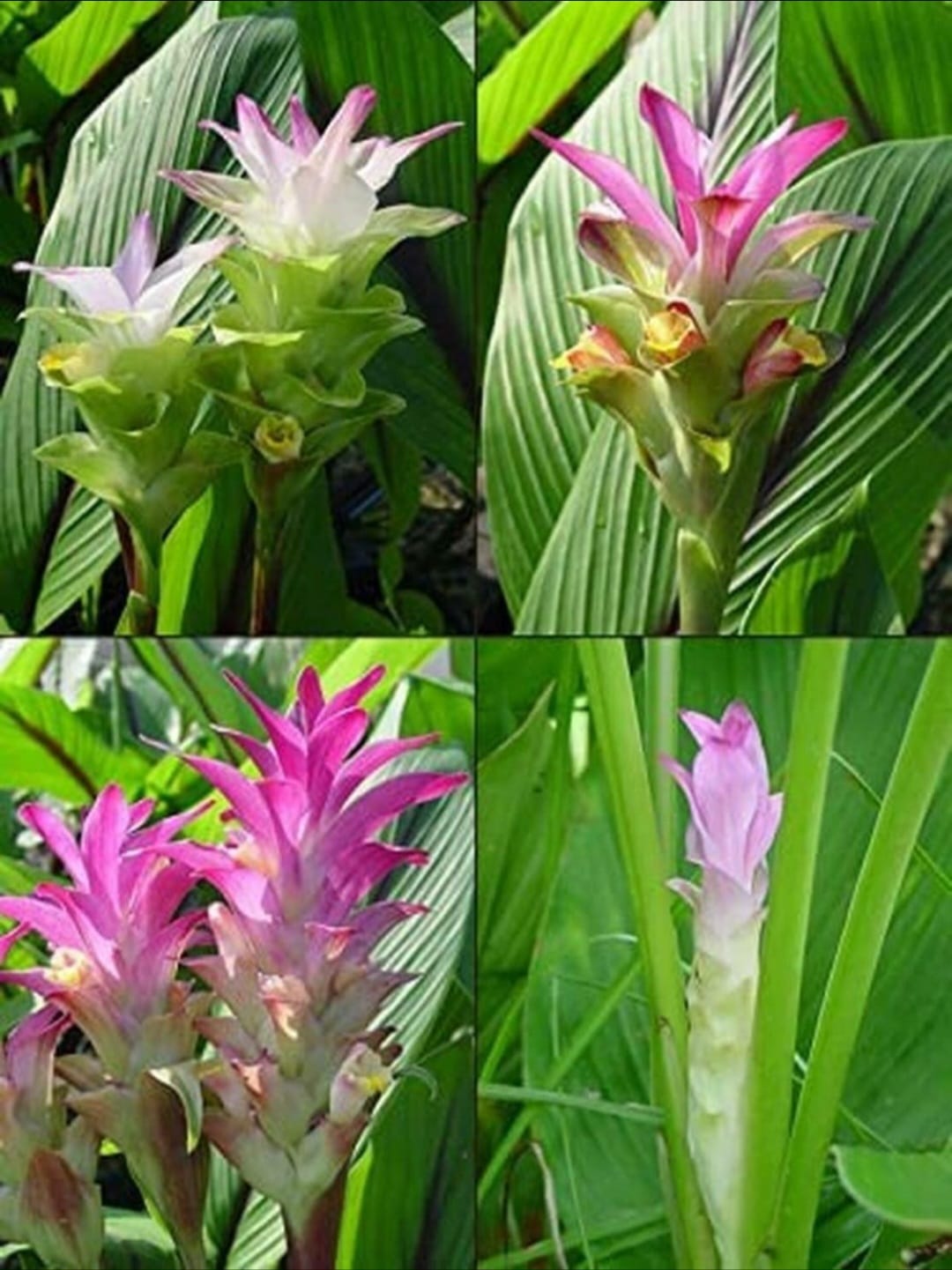 Curcuma/ Black Turmeric