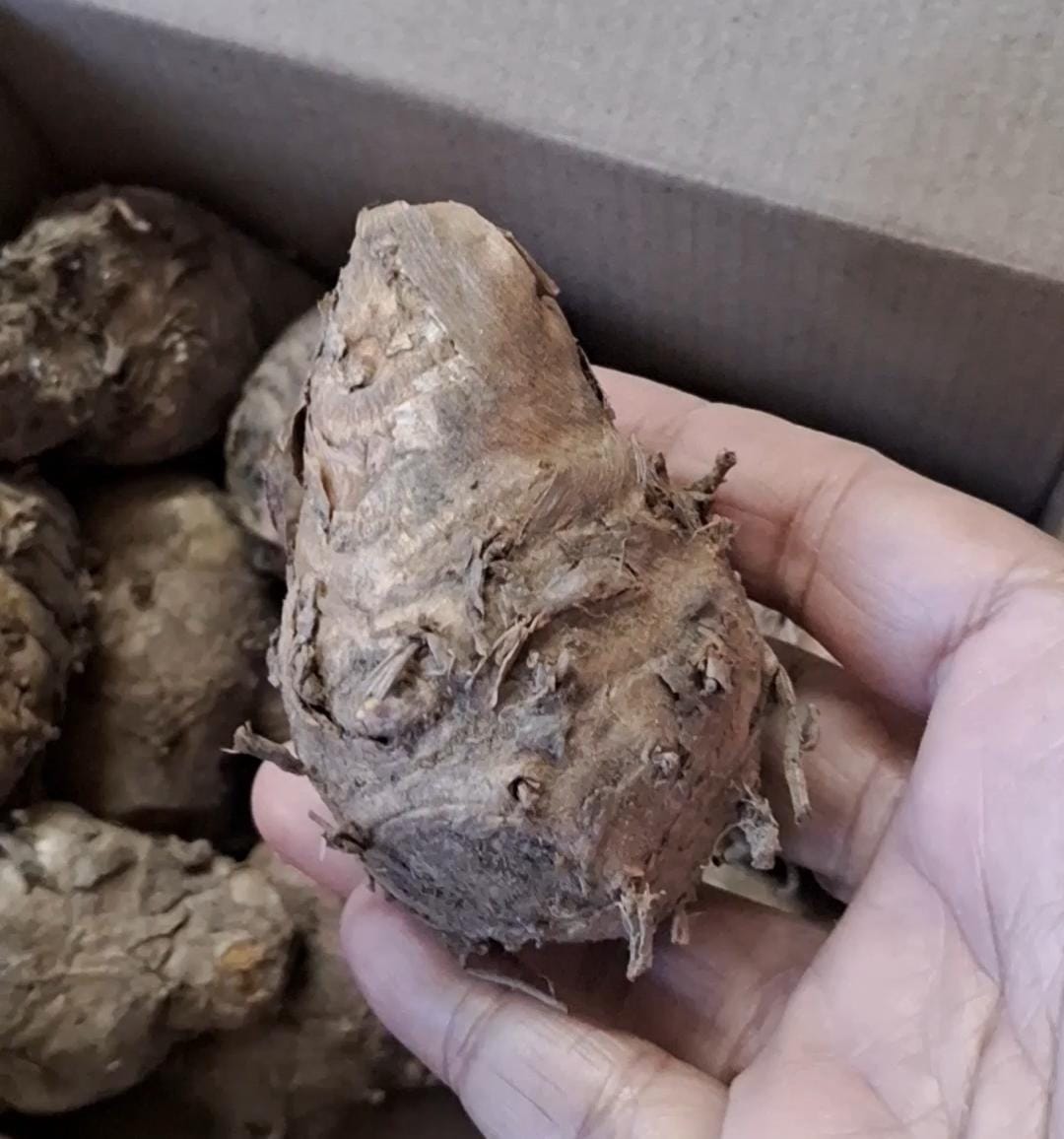 Curcuma/ Black Turmeric